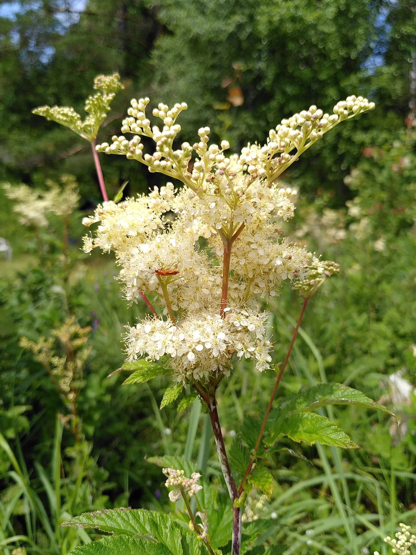 Meadow Sweet (Astilbe X Arendsii) — is a perennial prized for its feathery plumes of blooms in shades of pink