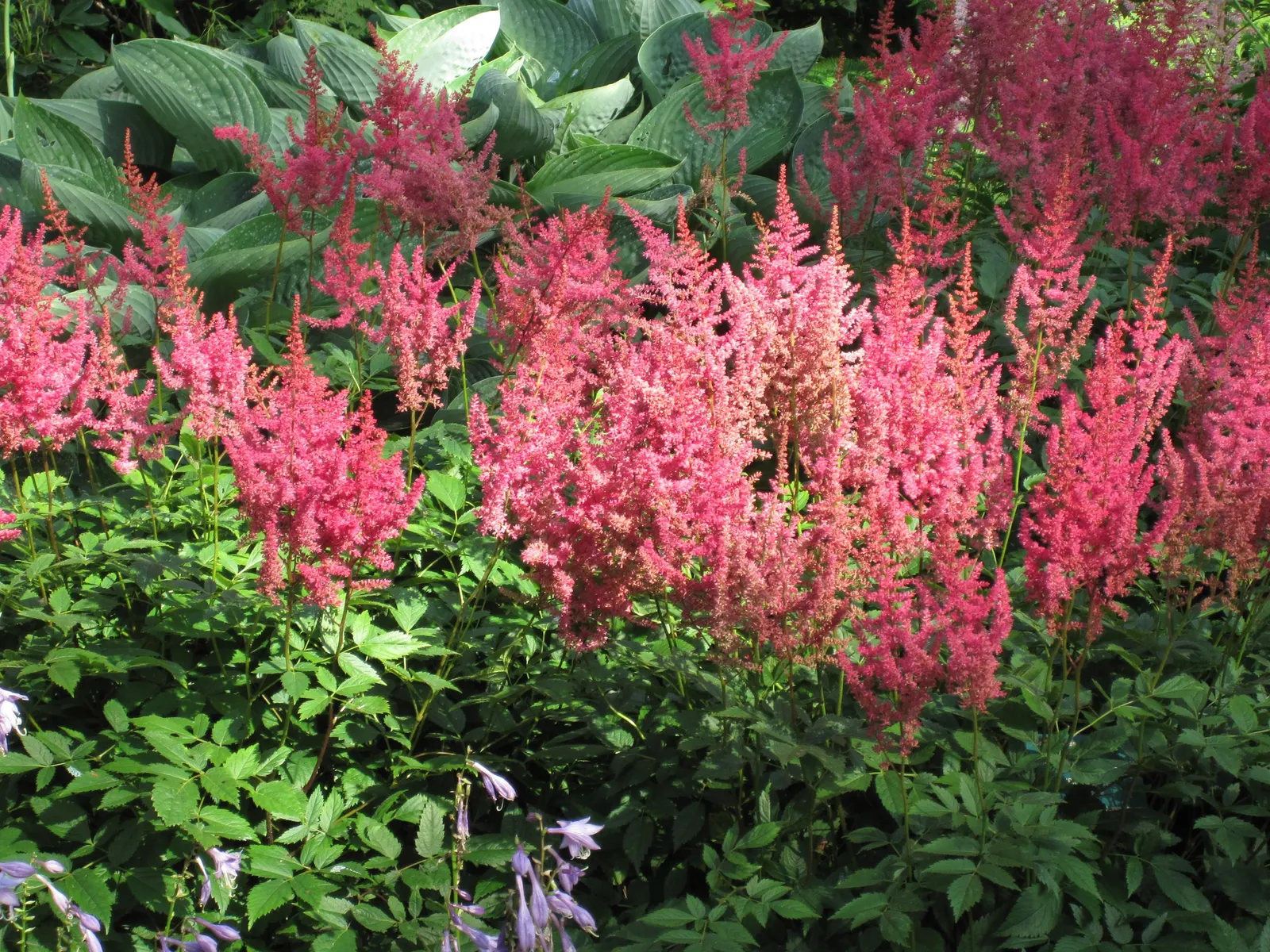 Meadow Sweet (Astilbe X Arendsii) — Astilbe x arendsii's attractive foliage persists even after blooms have faded; rich soil with good drainage, image 139