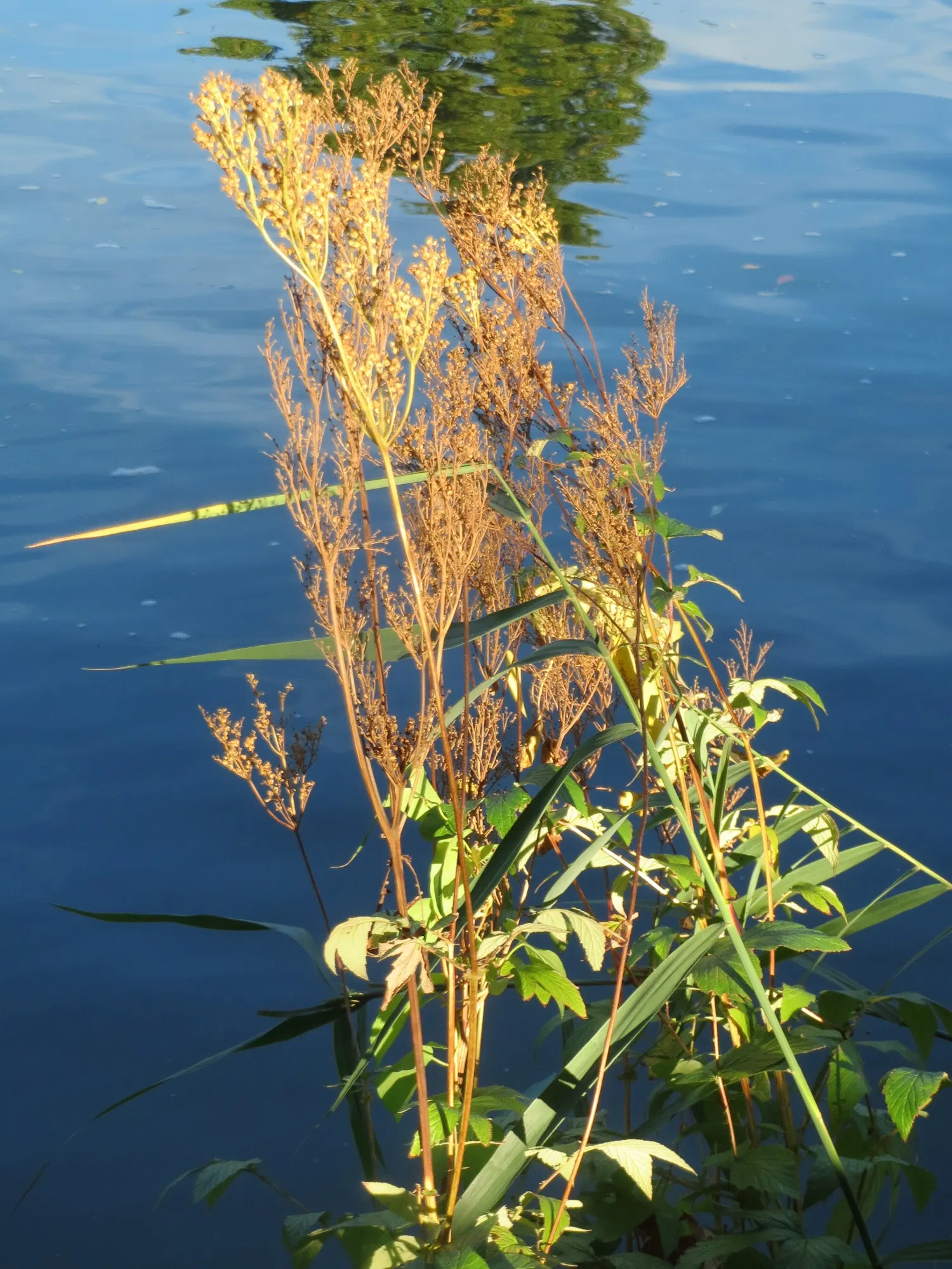 Meadow Sweet (Astilbe X Arendsii) — When integrating Meadow Sweet into a landscape