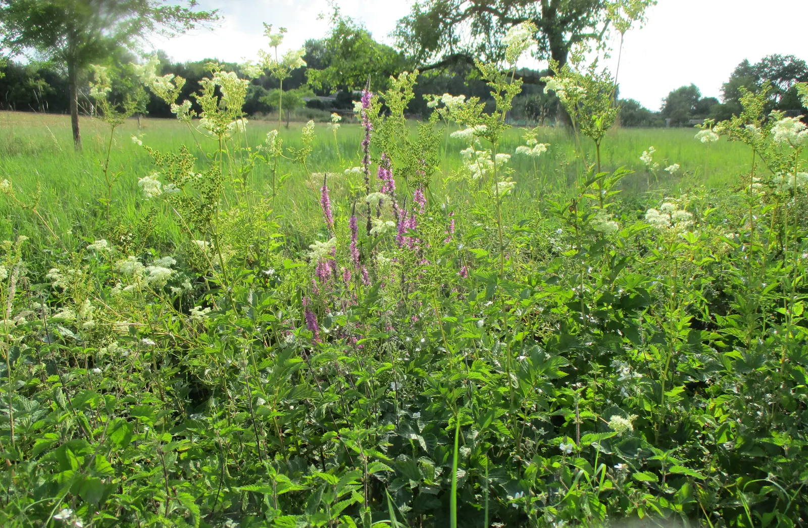Meadow Sweet (Astilbe X Arendsii) — offering a visual feast ranging from whites and pinks to deep reds and purples