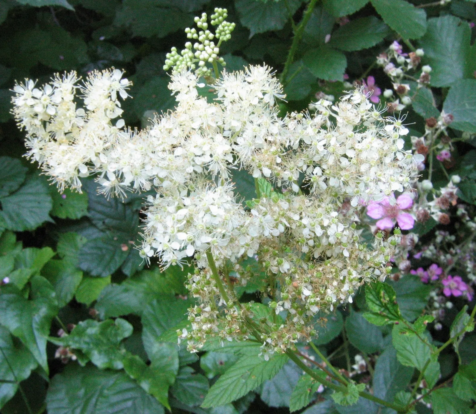 Meadow Sweet (Astilbe X Arendsii) — <br><br>Meadow Sweet typically ranges in height from 18 to 24 inches, with a spread of 12 to 18 inches