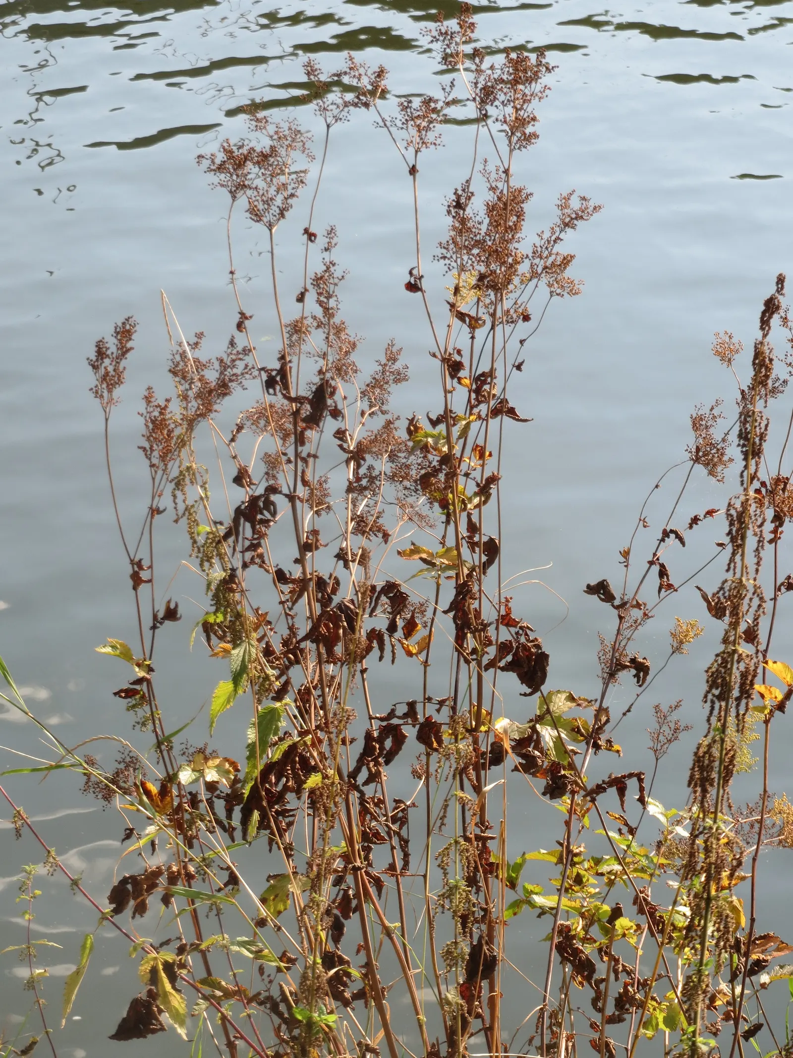 Meadow Sweet (Astilbe X Arendsii) — ensuring visual interest throughout the growing season