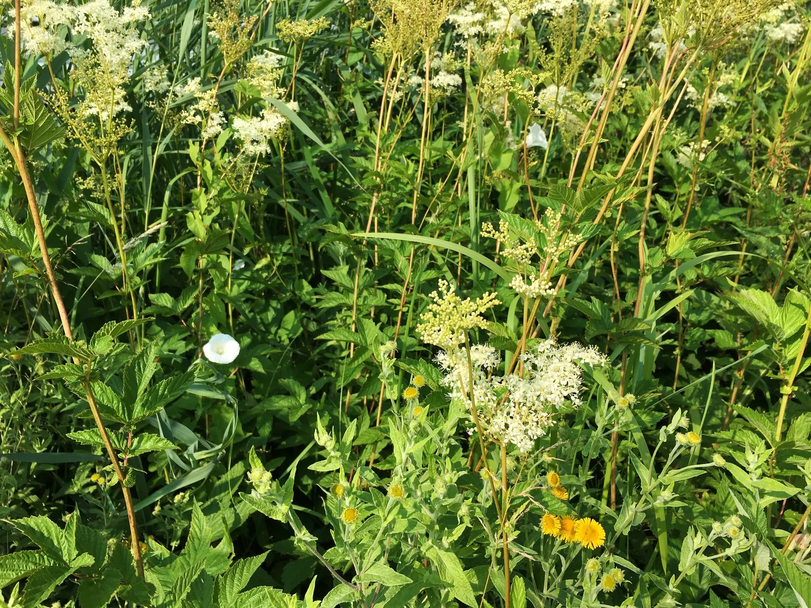Meadow Sweet (Astilbe X Arendsii) — rich soil with good drainage