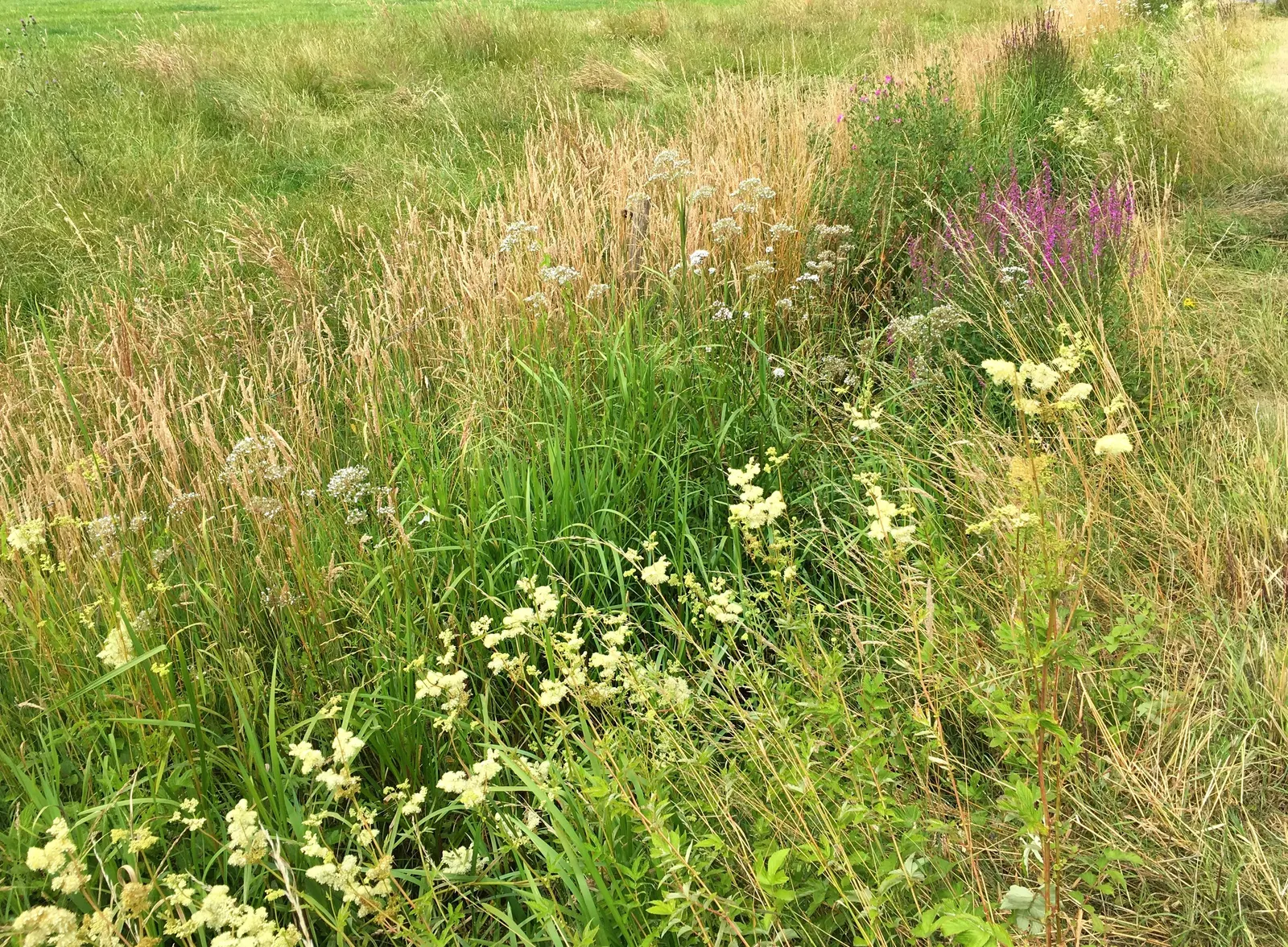 Meadow Sweet (Astilbe X Arendsii) — making it suitable for a variety of climates