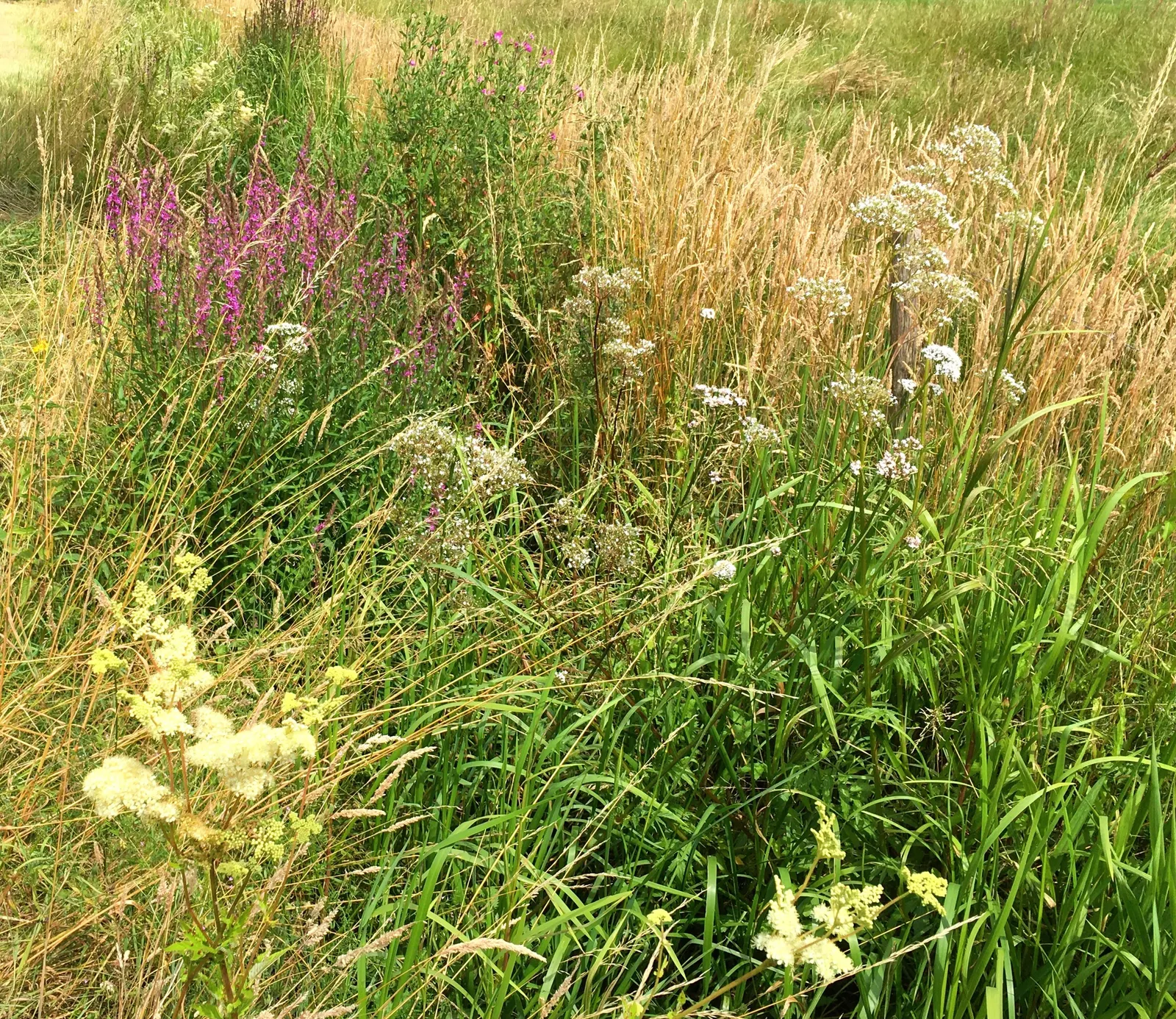 Meadow Sweet (Astilbe X Arendsii) — thrives in USDA hardiness zones 4 through 9