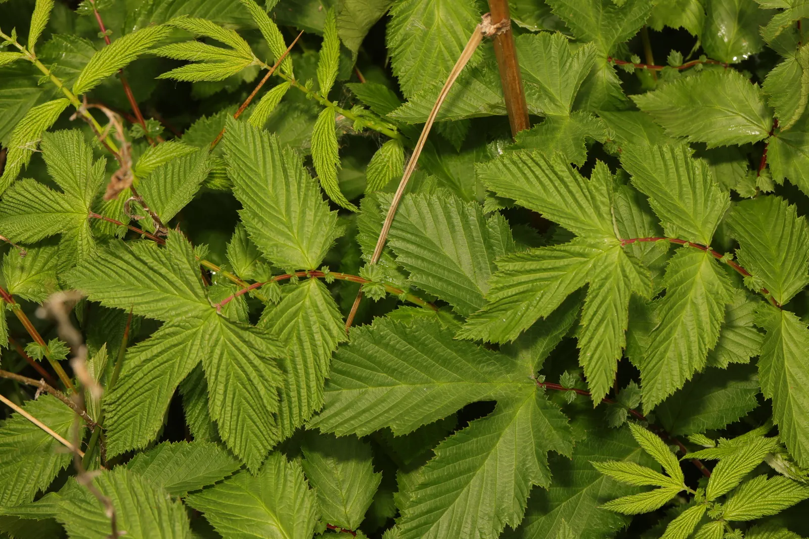 Meadow Sweet (Astilbe X Arendsii) — commonly called Meadow Sweet