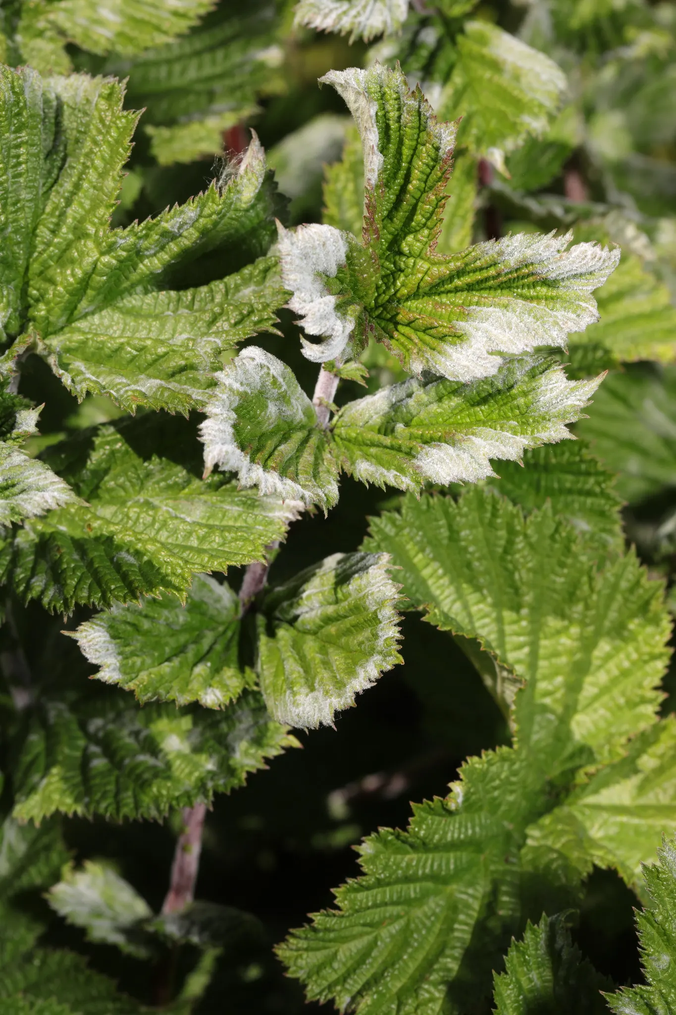 Meadow Sweet (Astilbe X Arendsii) — It blooms in mid to late summer