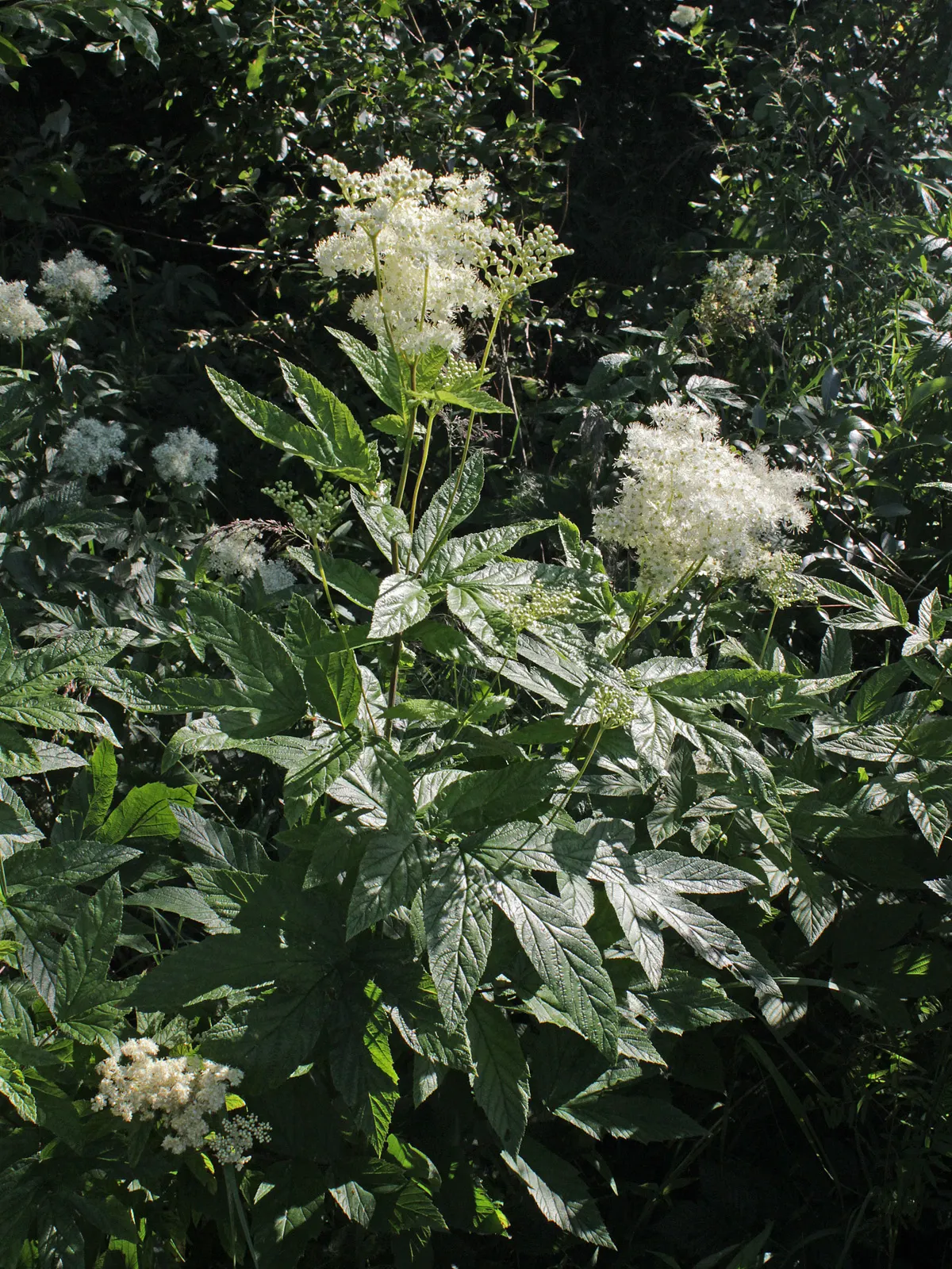 Meadow Sweet (Astilbe X Arendsii) — textural contrast to garden spaces