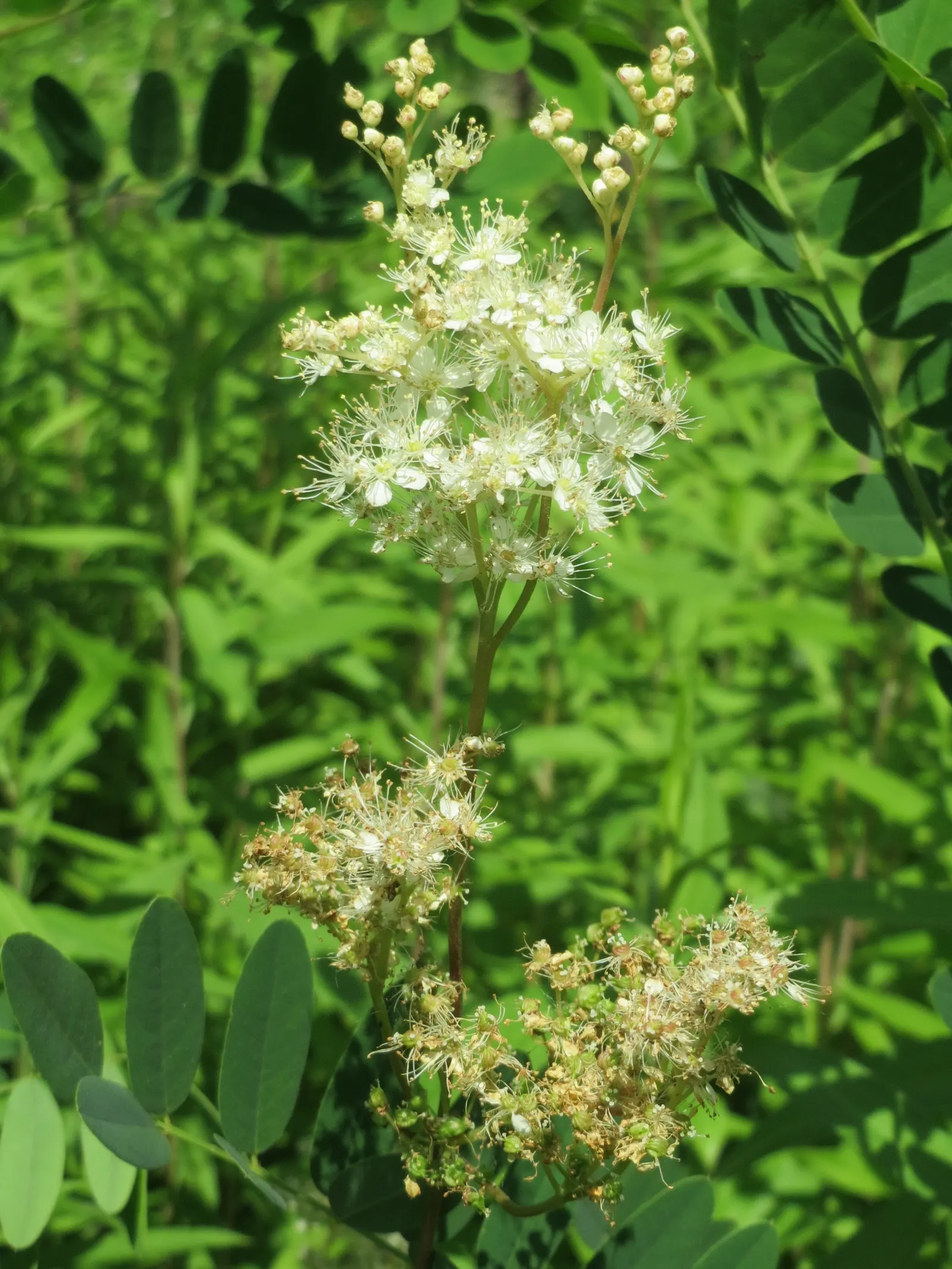 Meadow Sweet (Astilbe X Arendsii) — and benefit from a layer of mulch to retain soil moisture