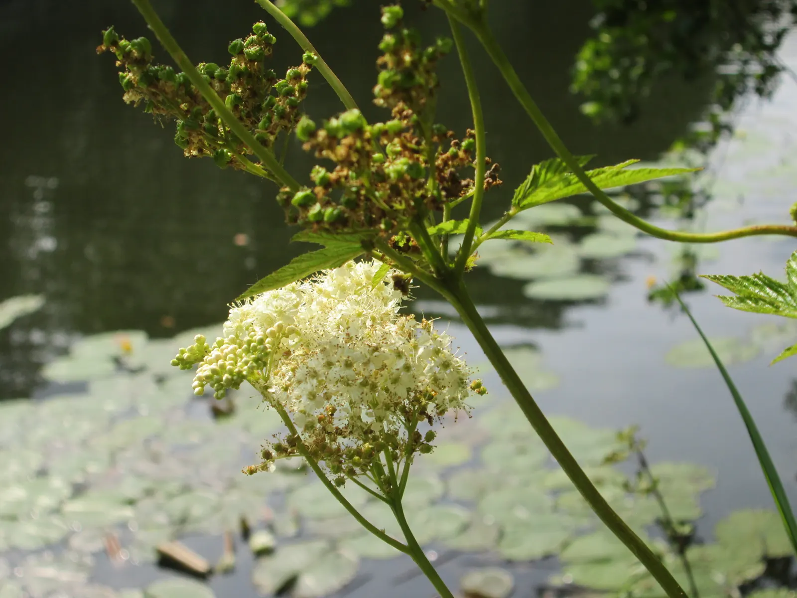 Meadow Sweet (Astilbe X Arendsii) — commonly known as Meadow Sweet
