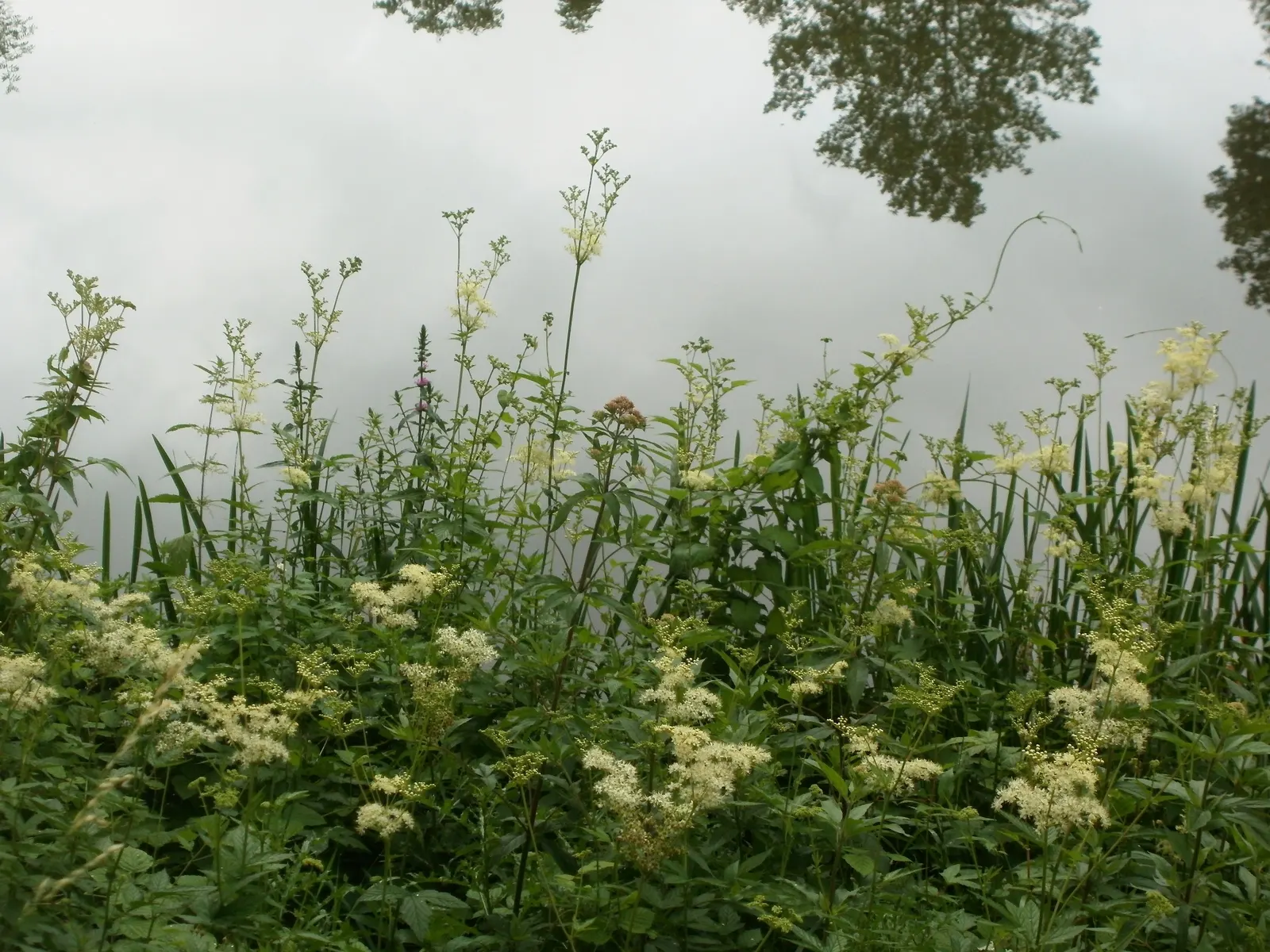Meadow Sweet (Astilbe X Arendsii) — The plant's bloom time extends over several weeks