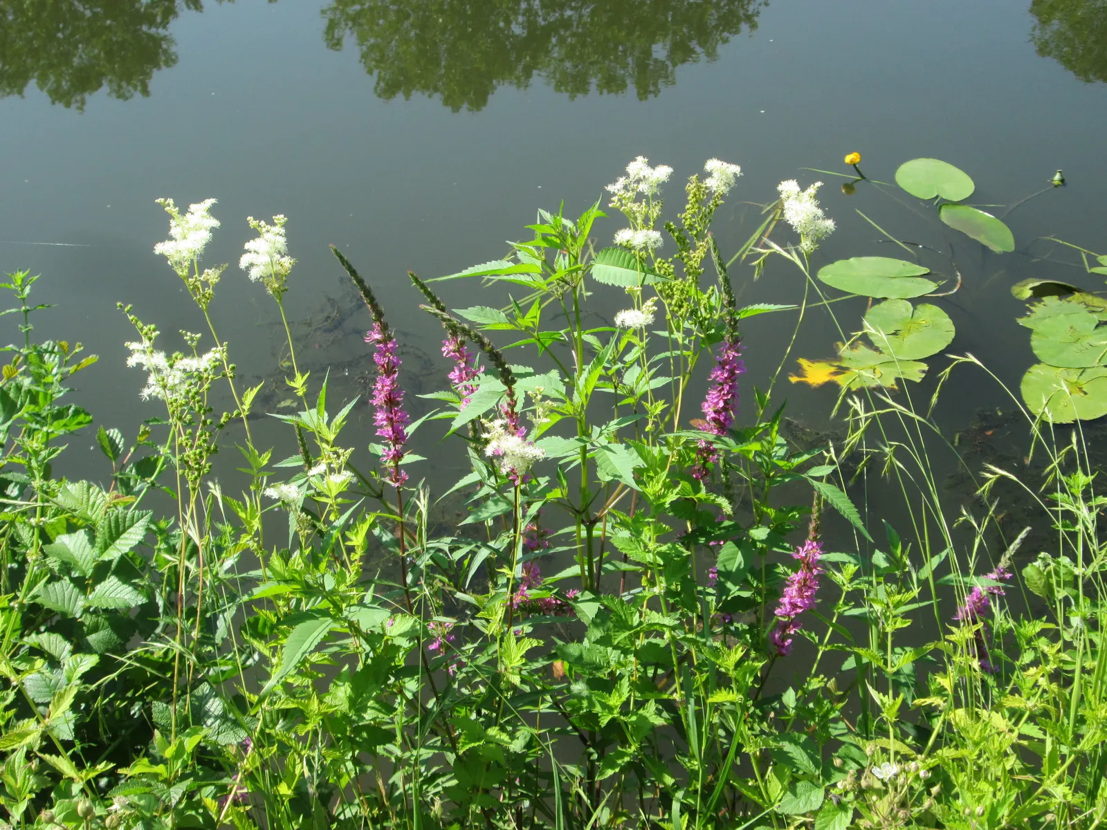 Meadow Sweet (Astilbe X Arendsii) — pink and purple and red and yellow flowers in the garden