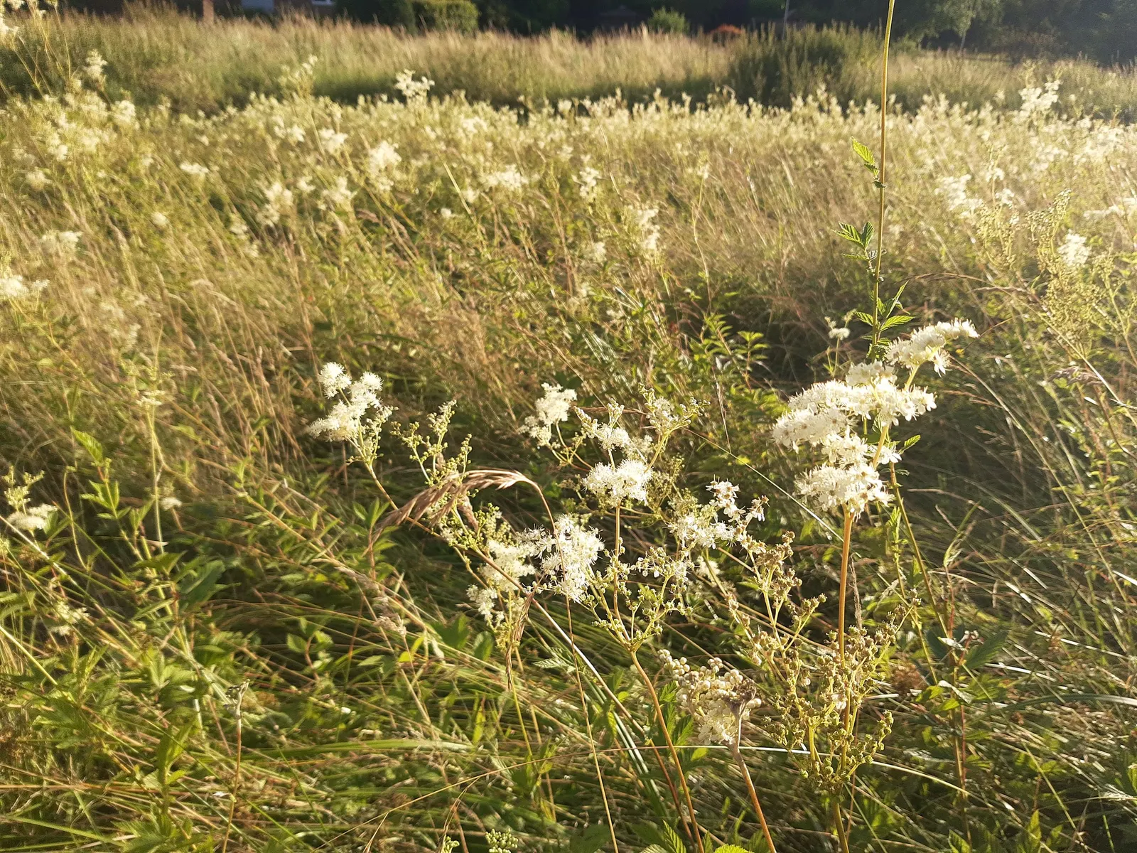 Meadow Sweet (Astilbe X Arendsii) — perennial for shade