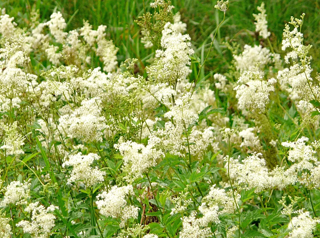Meadow Sweet (Astilbe X Arendsii) — This plant flourishes in USDA zones 4 to 9