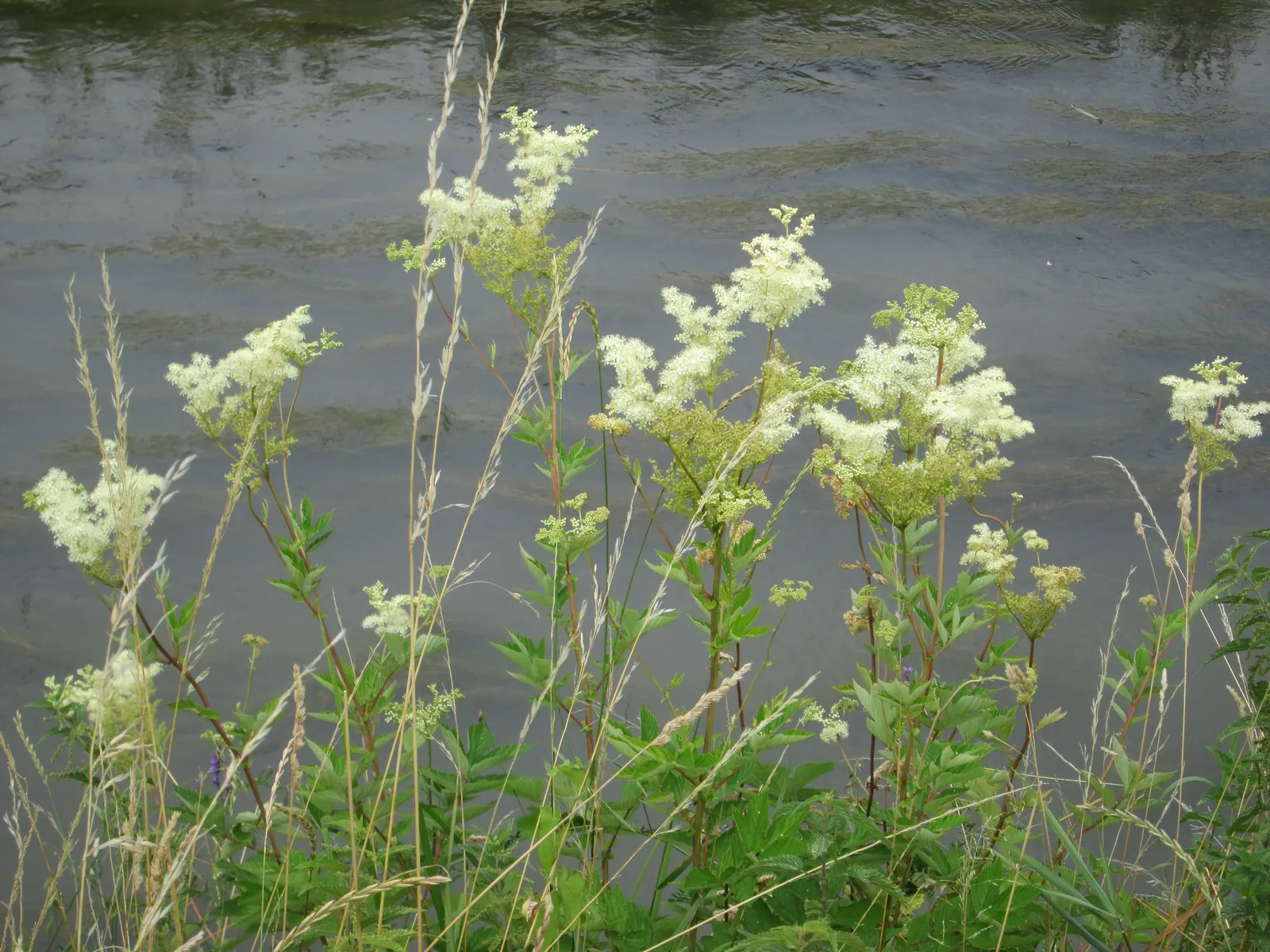 Meadow Sweet (Astilbe X Arendsii) — Astilbe x arendsii's attractive foliage persists even after blooms have faded