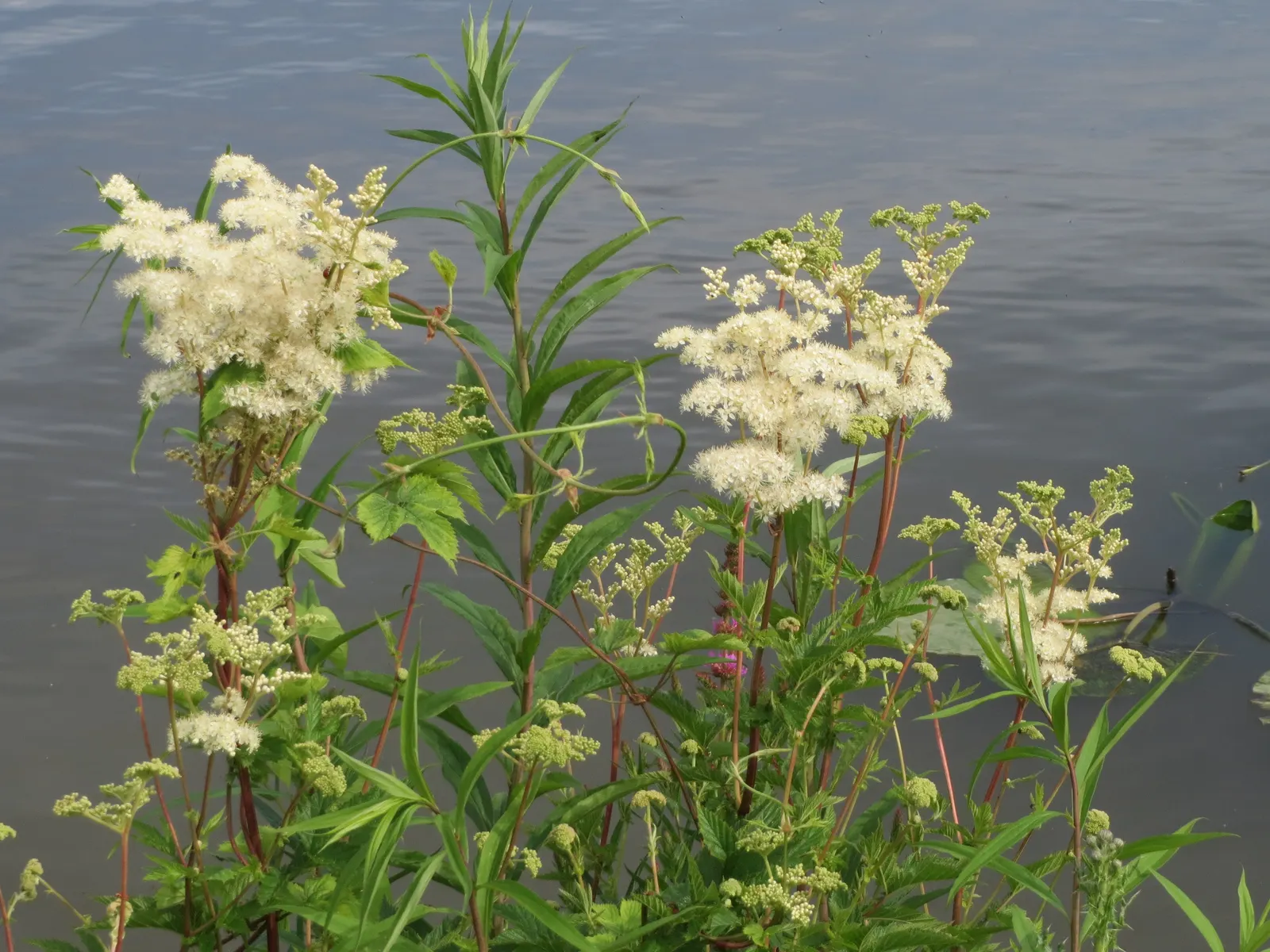 Meadow Sweet (Astilbe X Arendsii) — perennial with pink and purple and red and yellow blooms