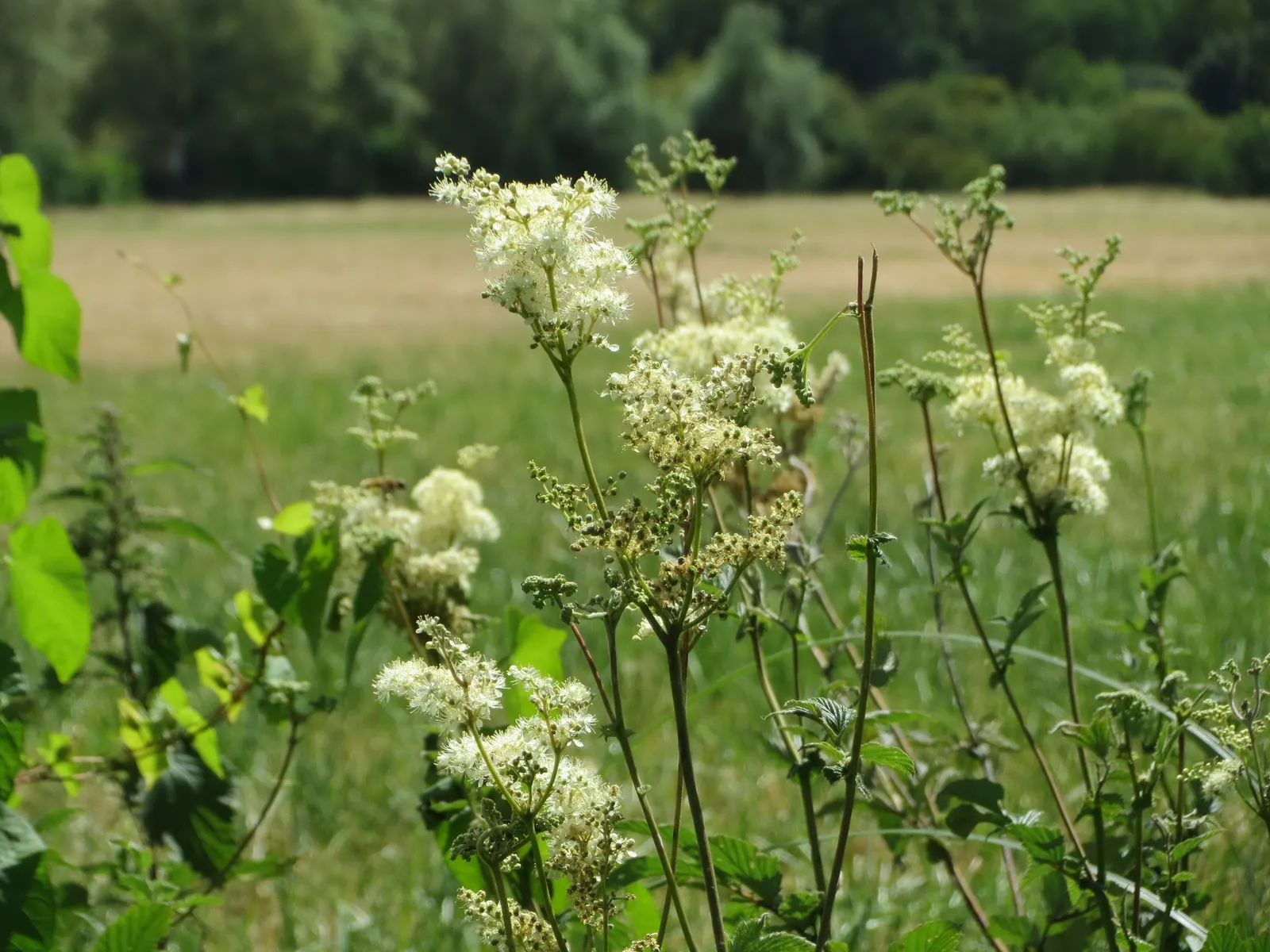 Meadow Sweet (Astilbe X Arendsii) — commonly called Meadow Sweet; this plant flourishes in USDA zones 4 to 9