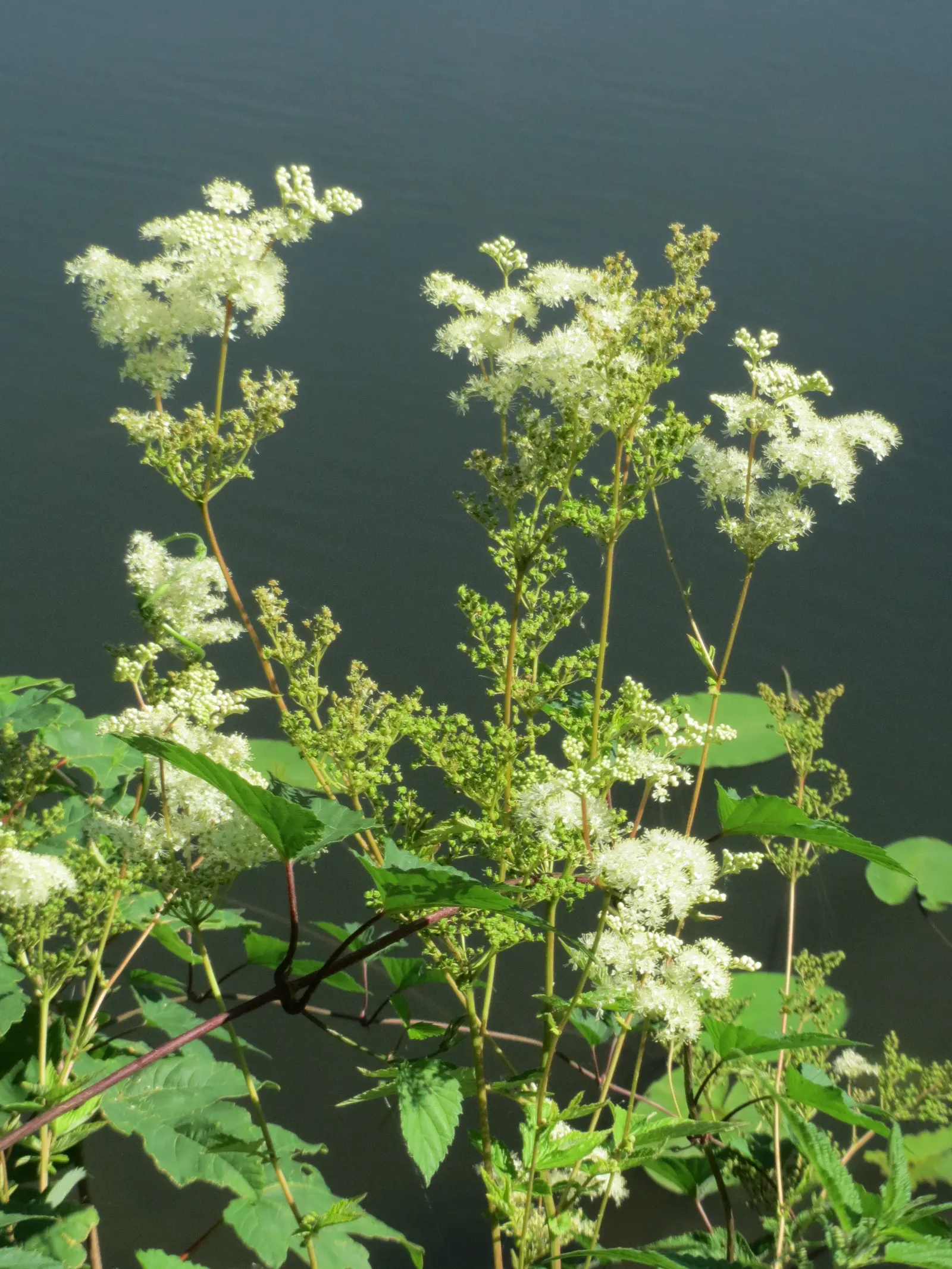 Meadow Sweet (Astilbe X Arendsii) — consider grouping it in clusters or mass plantings for a visually striking effect
