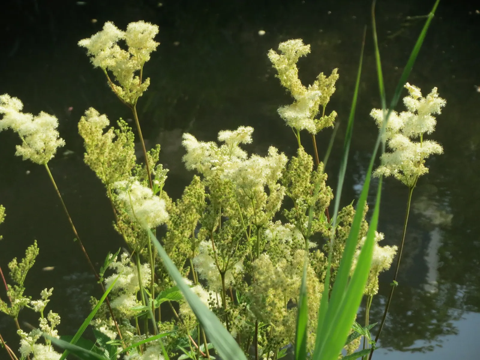 Meadow Sweet (Astilbe X Arendsii) — They should be watered regularly to keep the soil from drying out