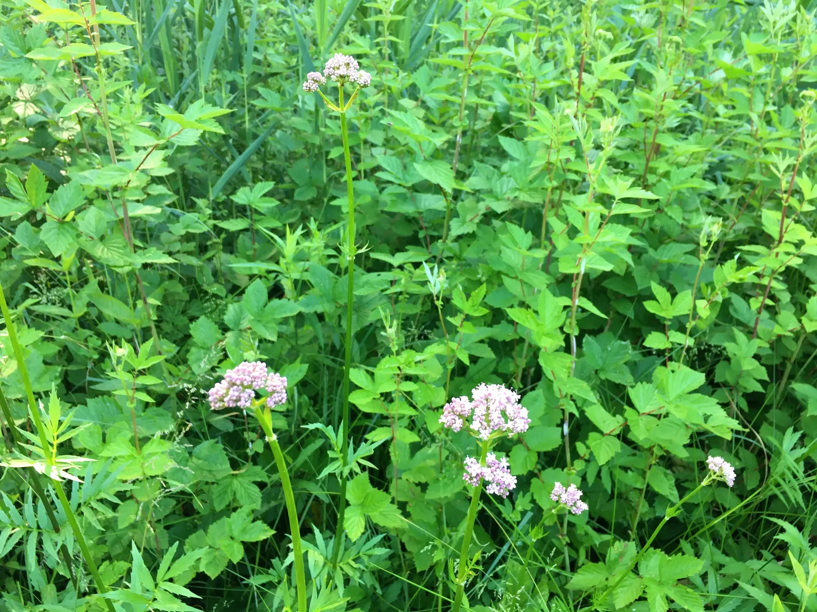 Meadow Sweet (Astilbe X Arendsii) — is a perennial prized for its feathery plumes of blooms in shades of pink; making it suitable for a variety of climates