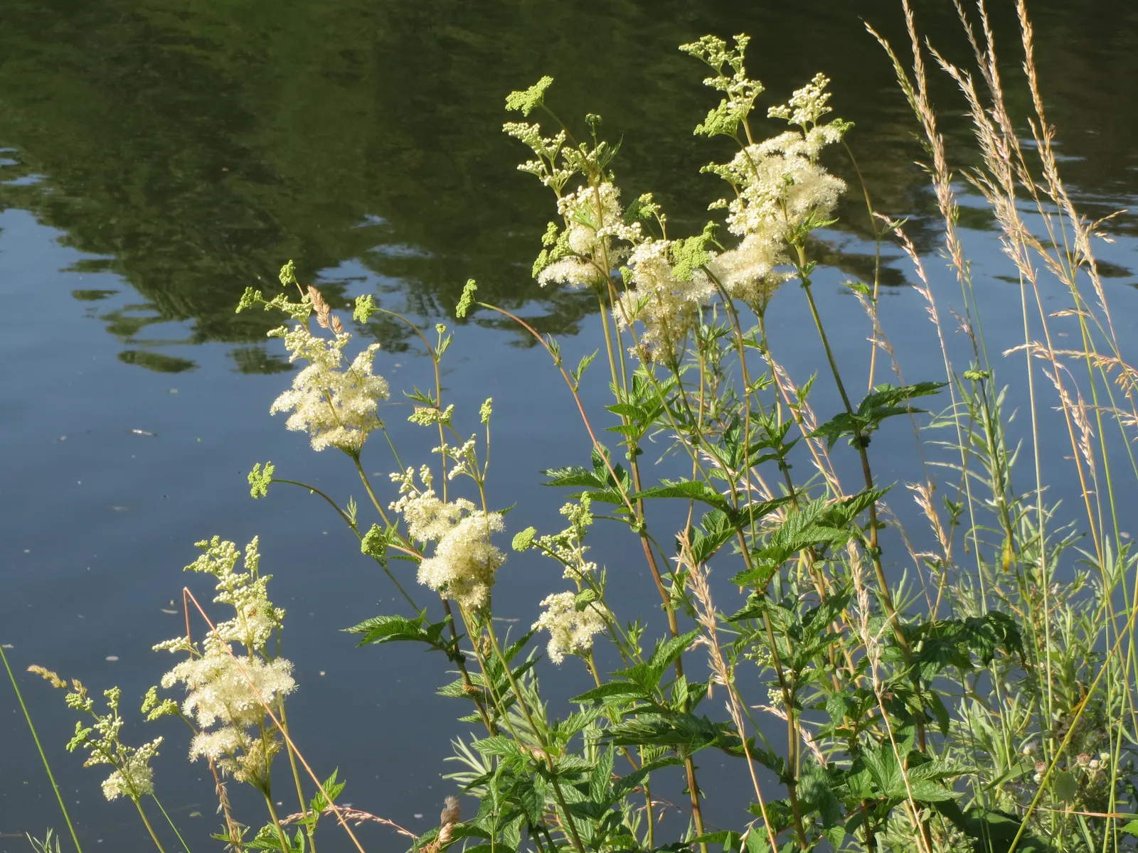 Meadow Sweet (Astilbe X Arendsii) — providing a long-lasting display of color.<br><br>Astilbes are relatively low maintenance