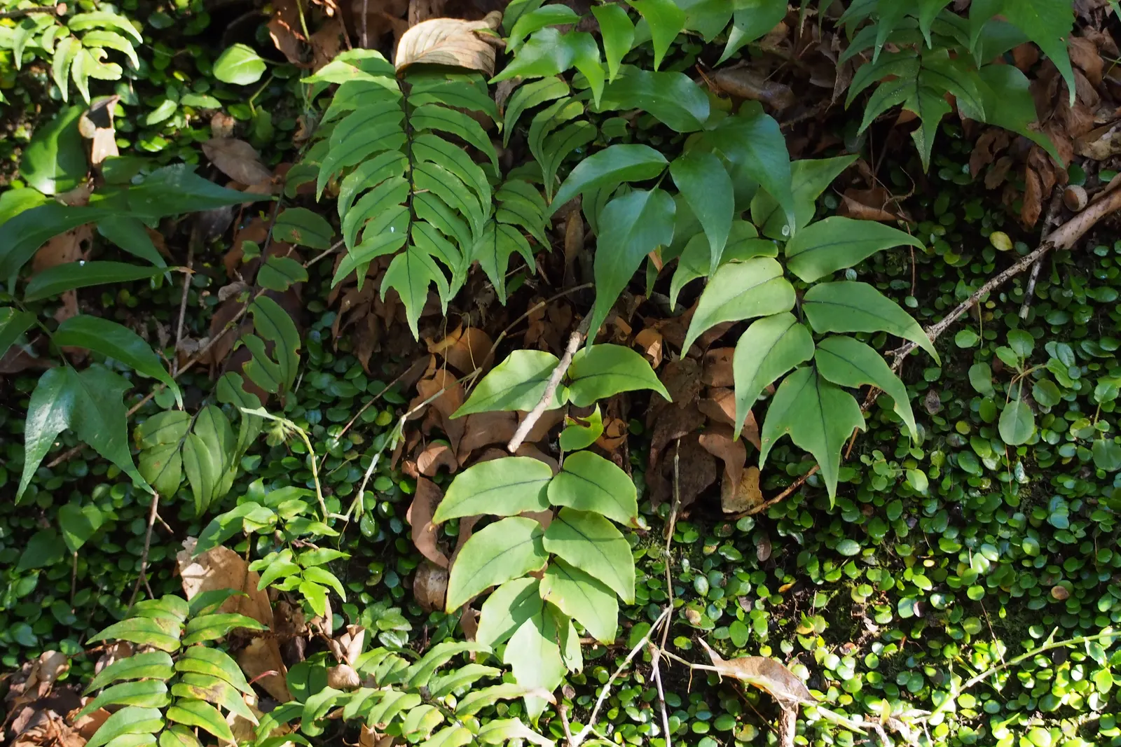 Large Leaf Holly Fern (Cyrtomium Macrophyllum) — shade-loving ground cover