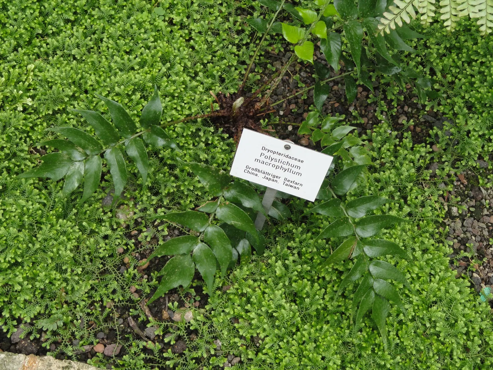 Large Leaf Holly Fern (Cyrtomium Macrophyllum) — is an evergreen fern that creates a lush