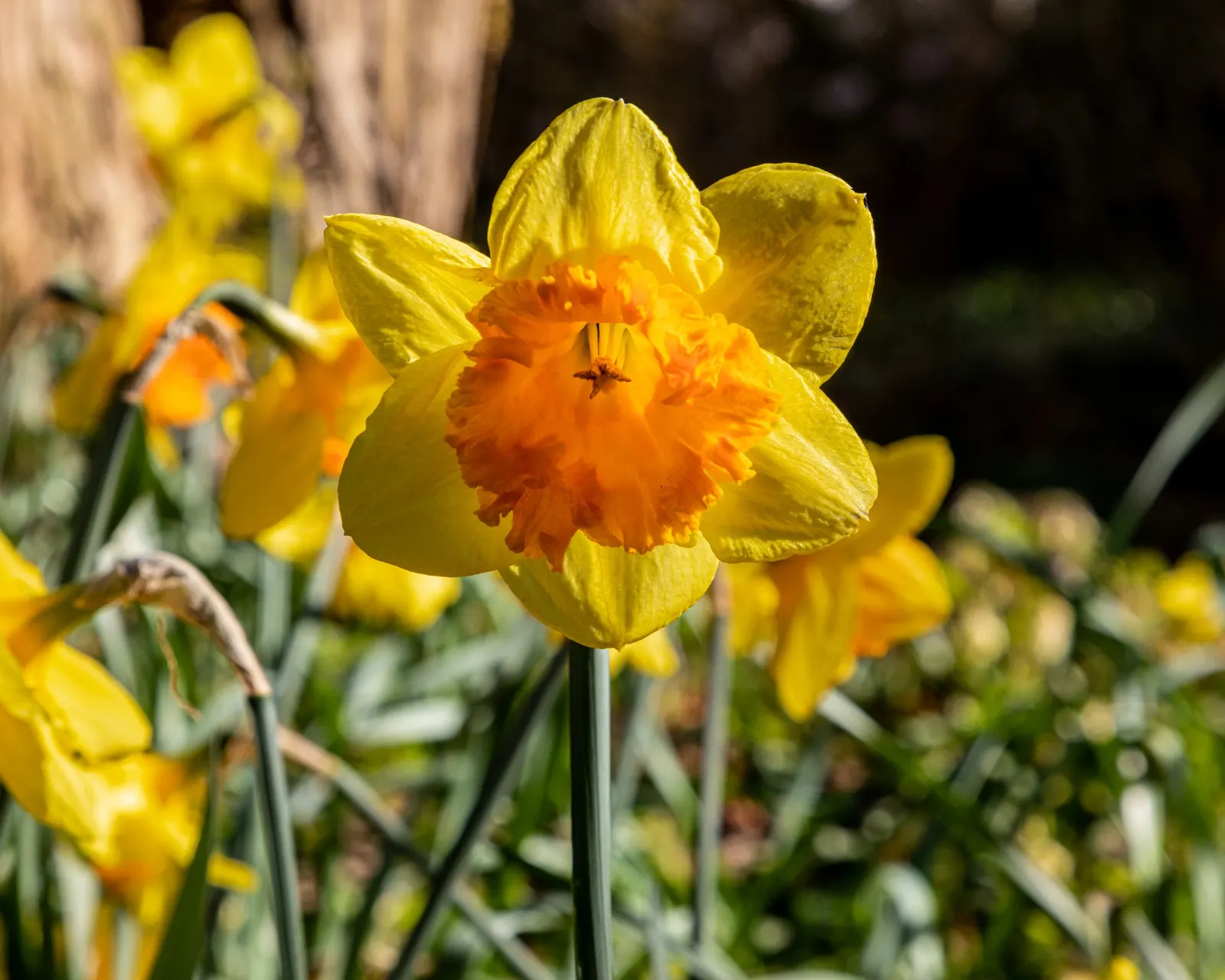 Paper White Narcissus (Narcissus Tazetta 'Paper White') — As a landscape architect assistant