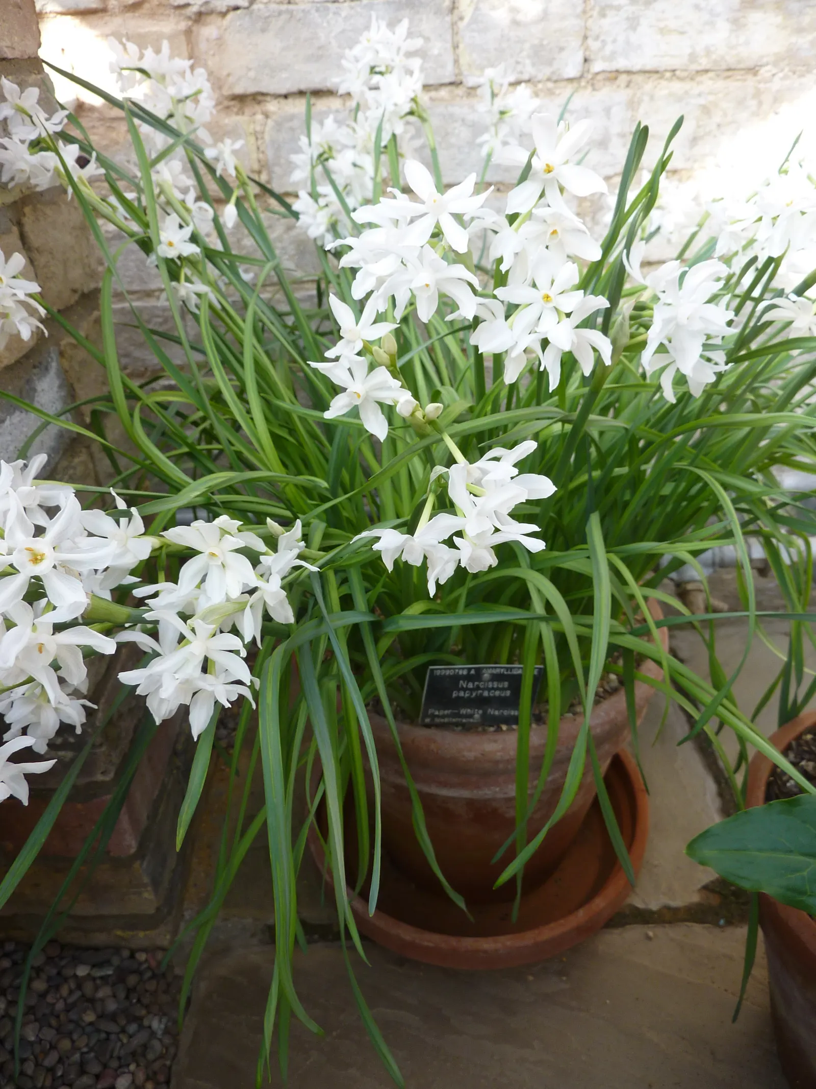 Paper White Narcissus (Narcissus Tazetta 'Paper White') — 'Paper Whites' force well indoors and are perfect for adding delicate blooms to winter landscapes