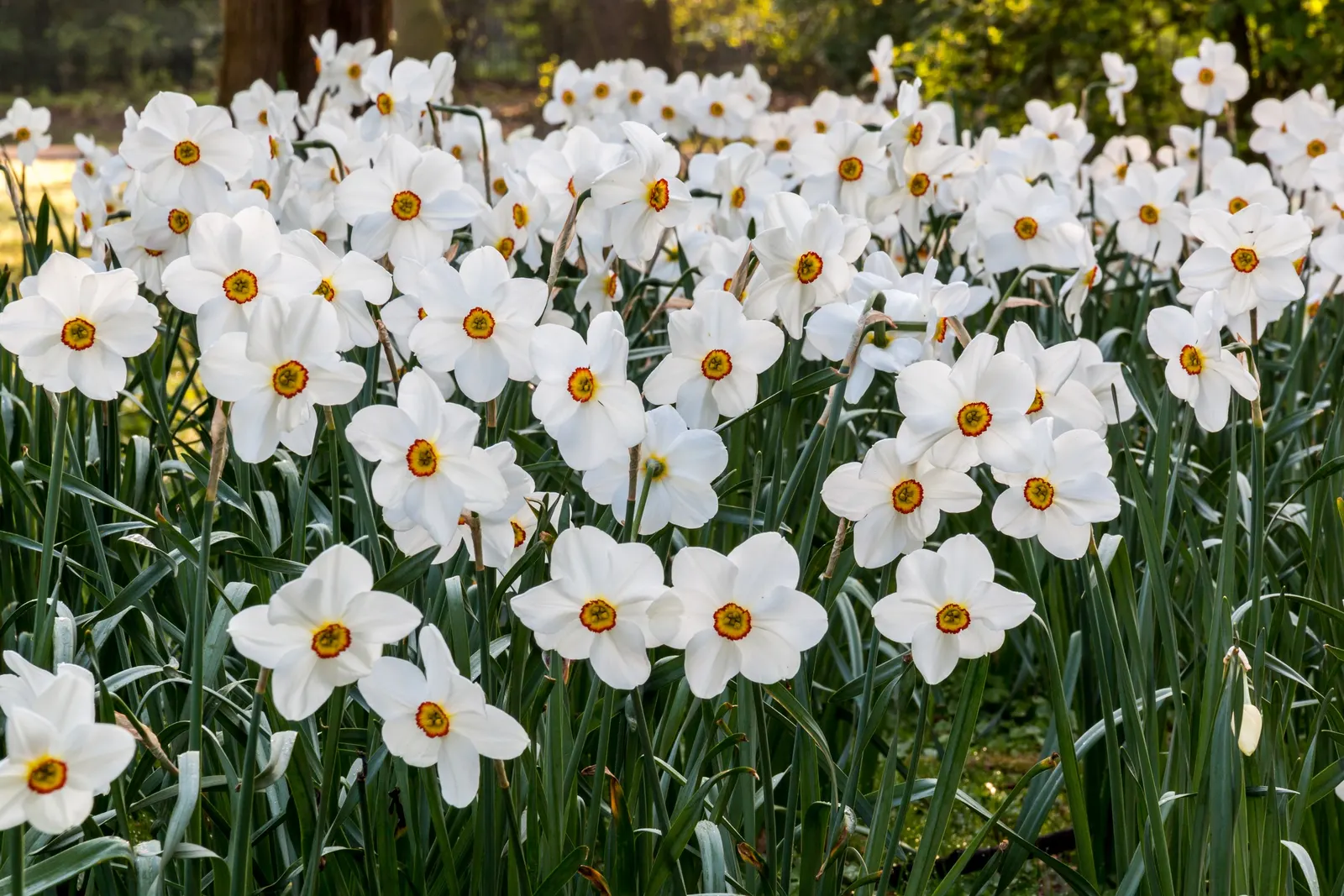 Paper White Narcissus (Narcissus Tazetta 'Paper White') — it's important to note its growing conditions and aesthetic contributions to any design