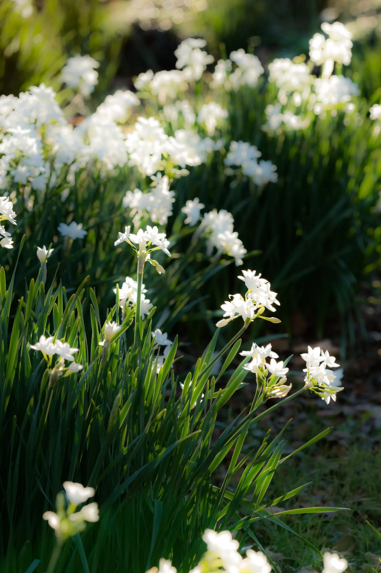 Paper White Narcissus (Narcissus Tazetta 'Paper White') — They require little maintenance and are deer resistant