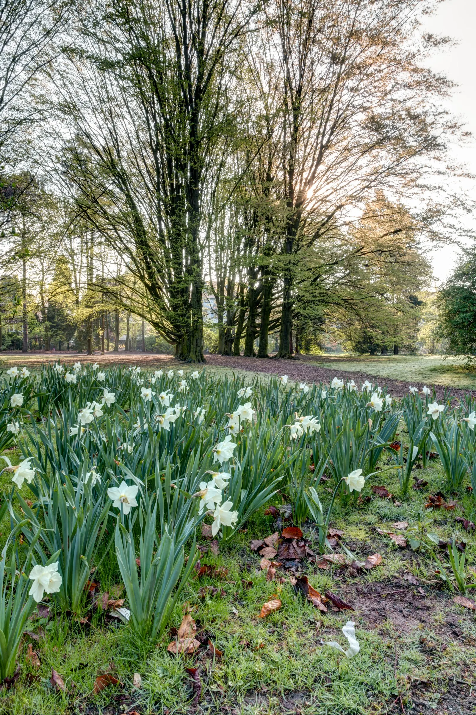 Paper White Narcissus (Narcissus Tazetta 'Paper White') — This hardy perennial prefers full to part sun and well-drained soil
