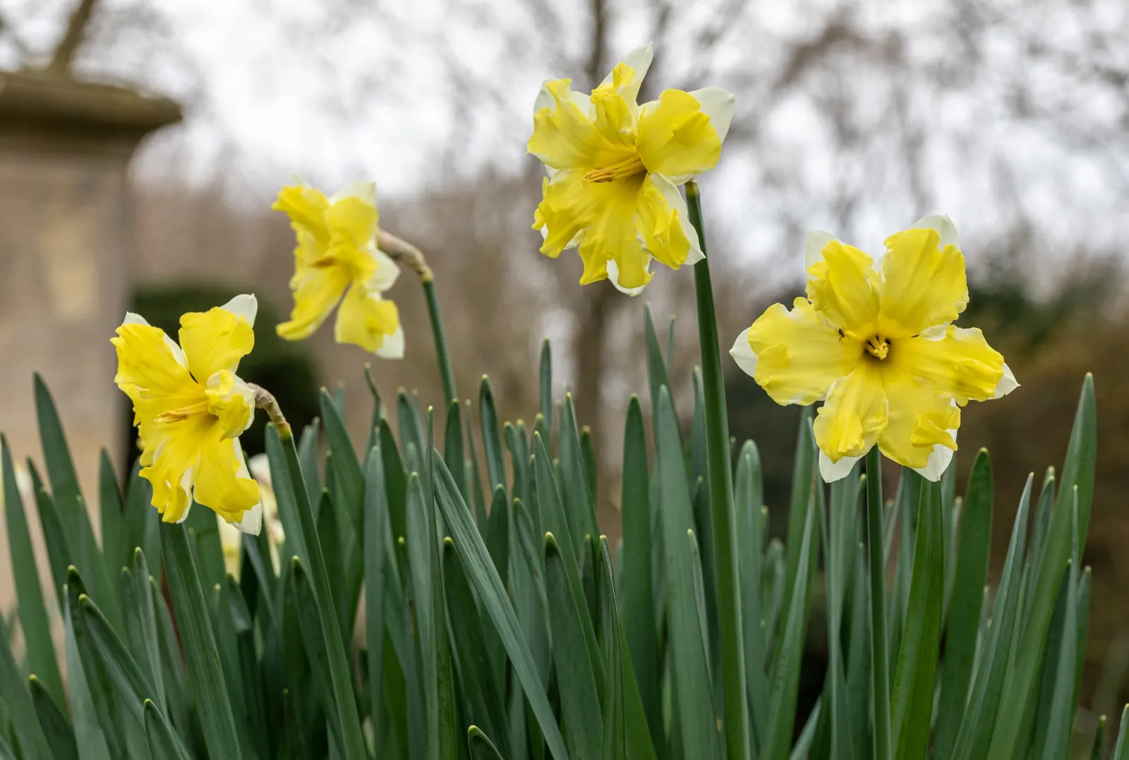 Paper White Narcissus (Narcissus Tazetta 'Paper White') — flourishing in cooler climates with mild winters.<br><br>Visually