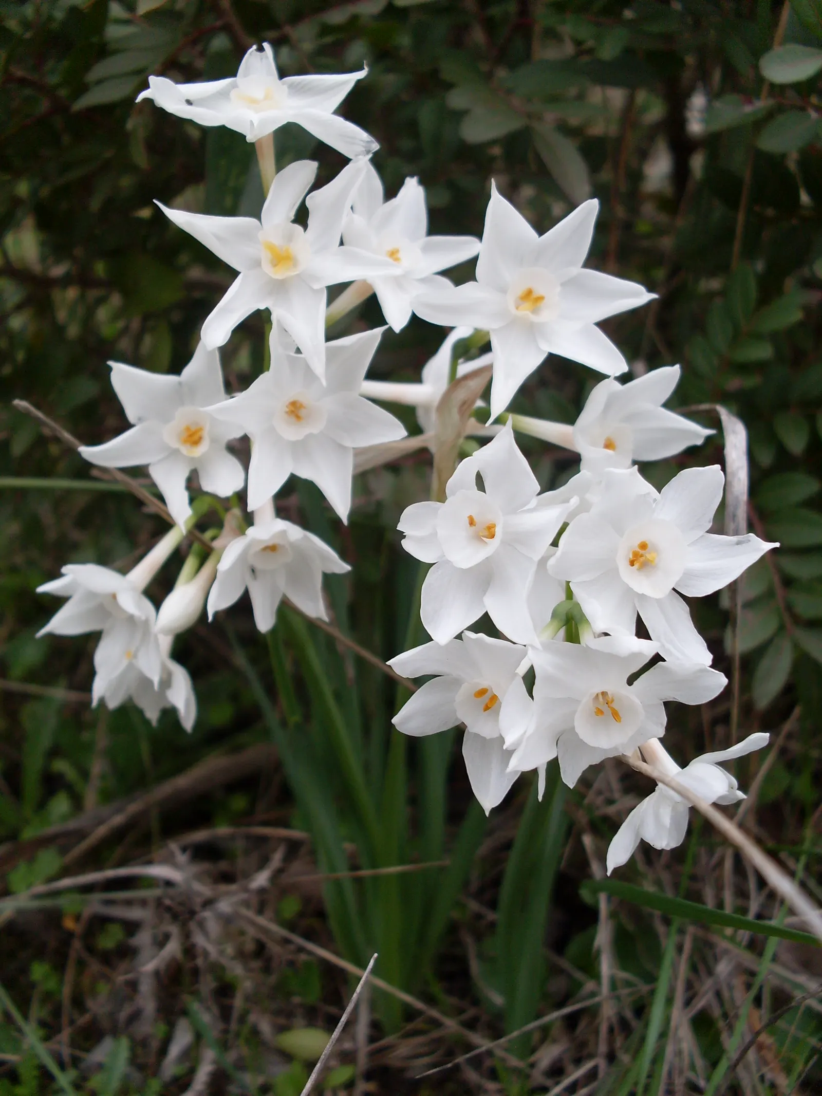 Paper White Narcissus (Narcissus Tazetta 'Paper White') — Ideal for borders or containers