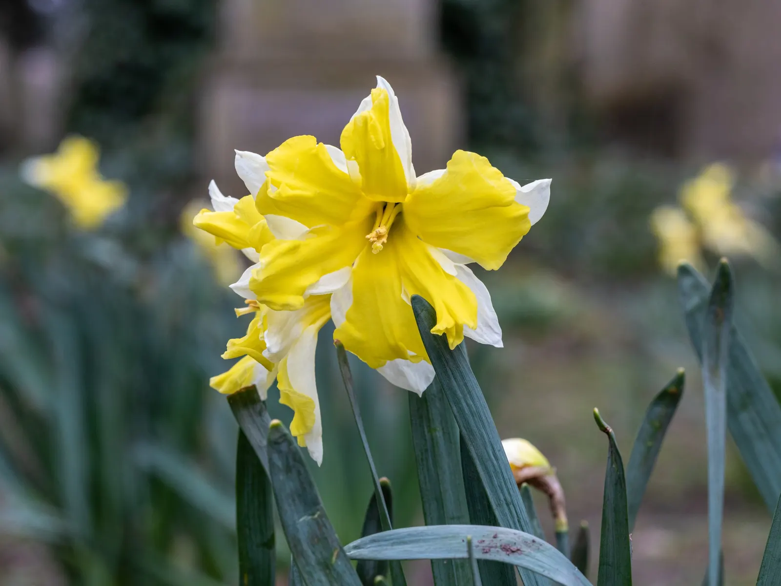 Paper White Narcissus (Narcissus Tazetta 'Paper White') — linear leaves emerge in a deep green