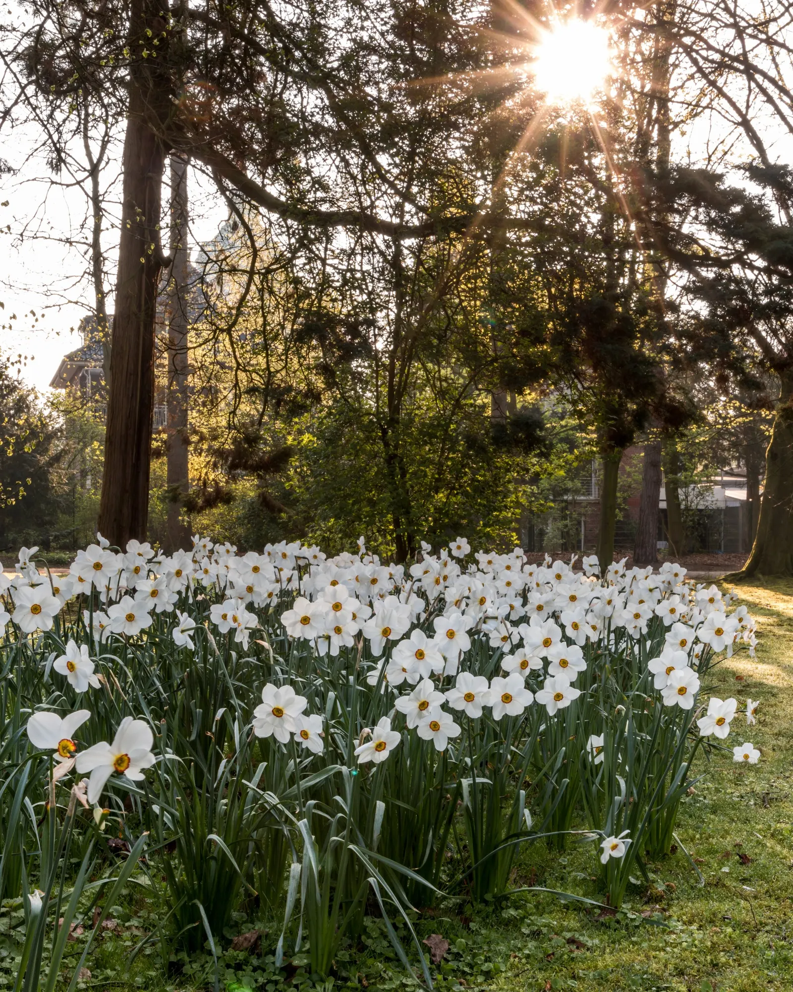 Paper White Narcissus (Narcissus Tazetta 'Paper White') — offering a fresh backdrop for the clusters of pure white flowers that crown each stem