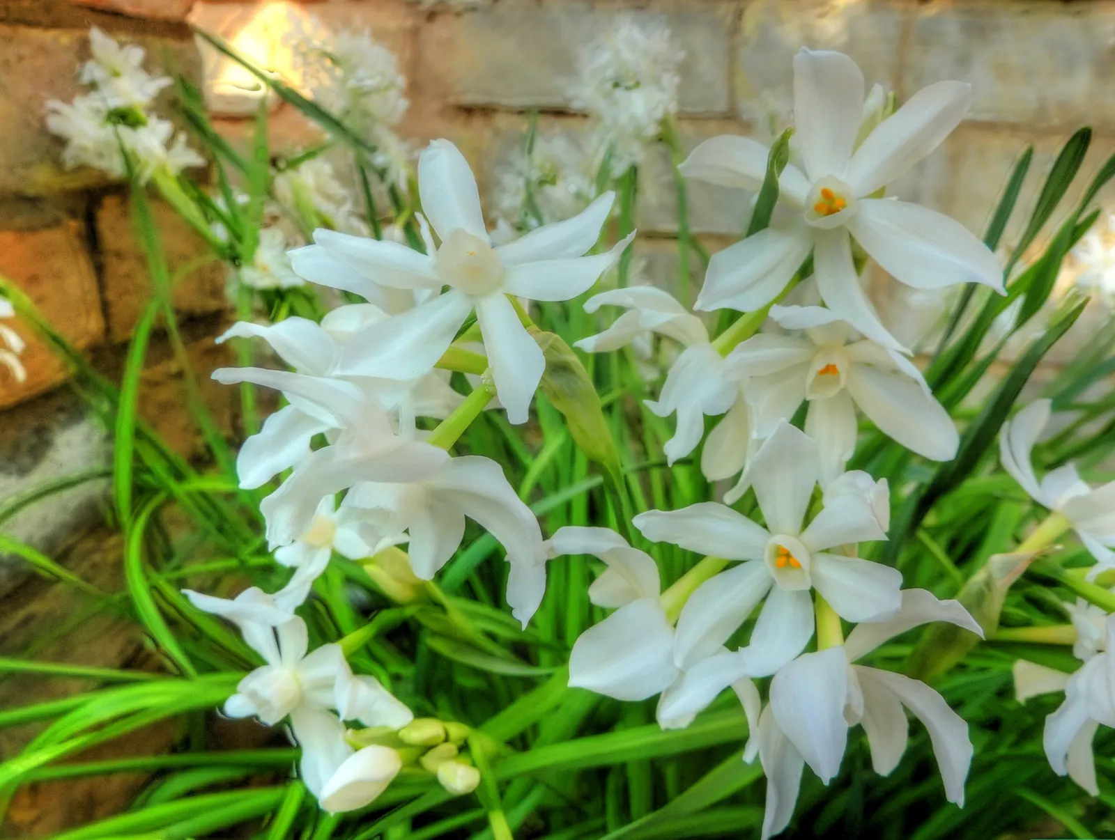 Paper White Narcissus (Narcissus Tazetta 'Paper White') — The Narcissus tazetta 'Paper White' is a fragrant, winter-blooming bulb, thriving in USDA zones 8-11