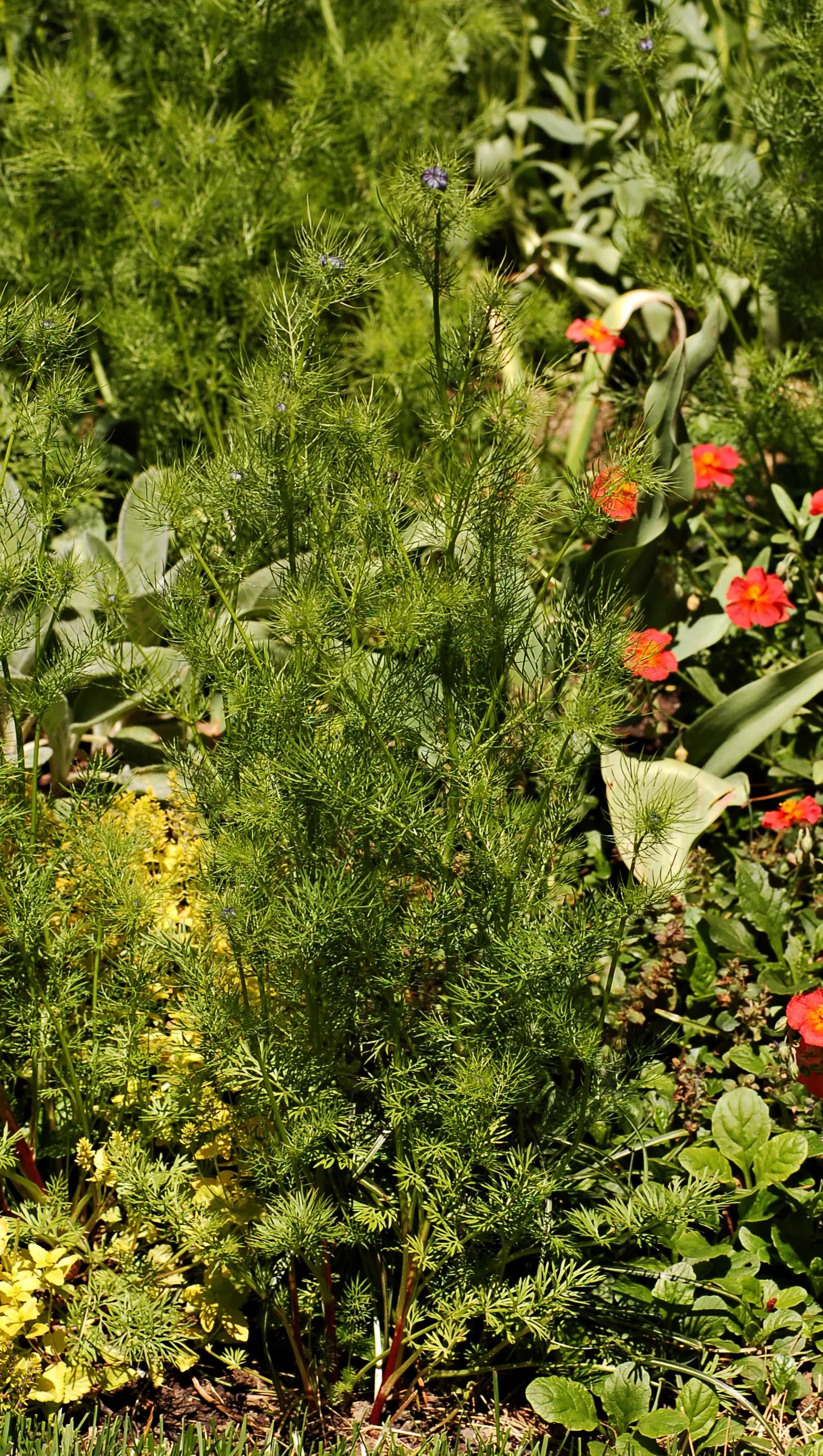 Bishop's Wort (Stachys Officinalis) — This plant typically reaches a height of about 1 to 2 feet and spreads approximately the same in width, image 104