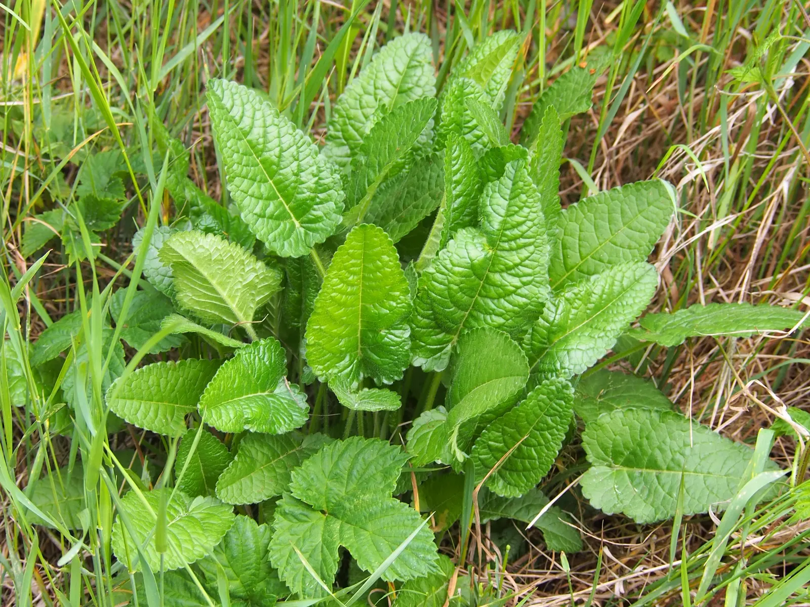 Bishop's Wort (Stachys Officinalis) — textured look.<br><br>Bishop's Wort blooms from early to late summer; is a perennial herb that offers both, image 139