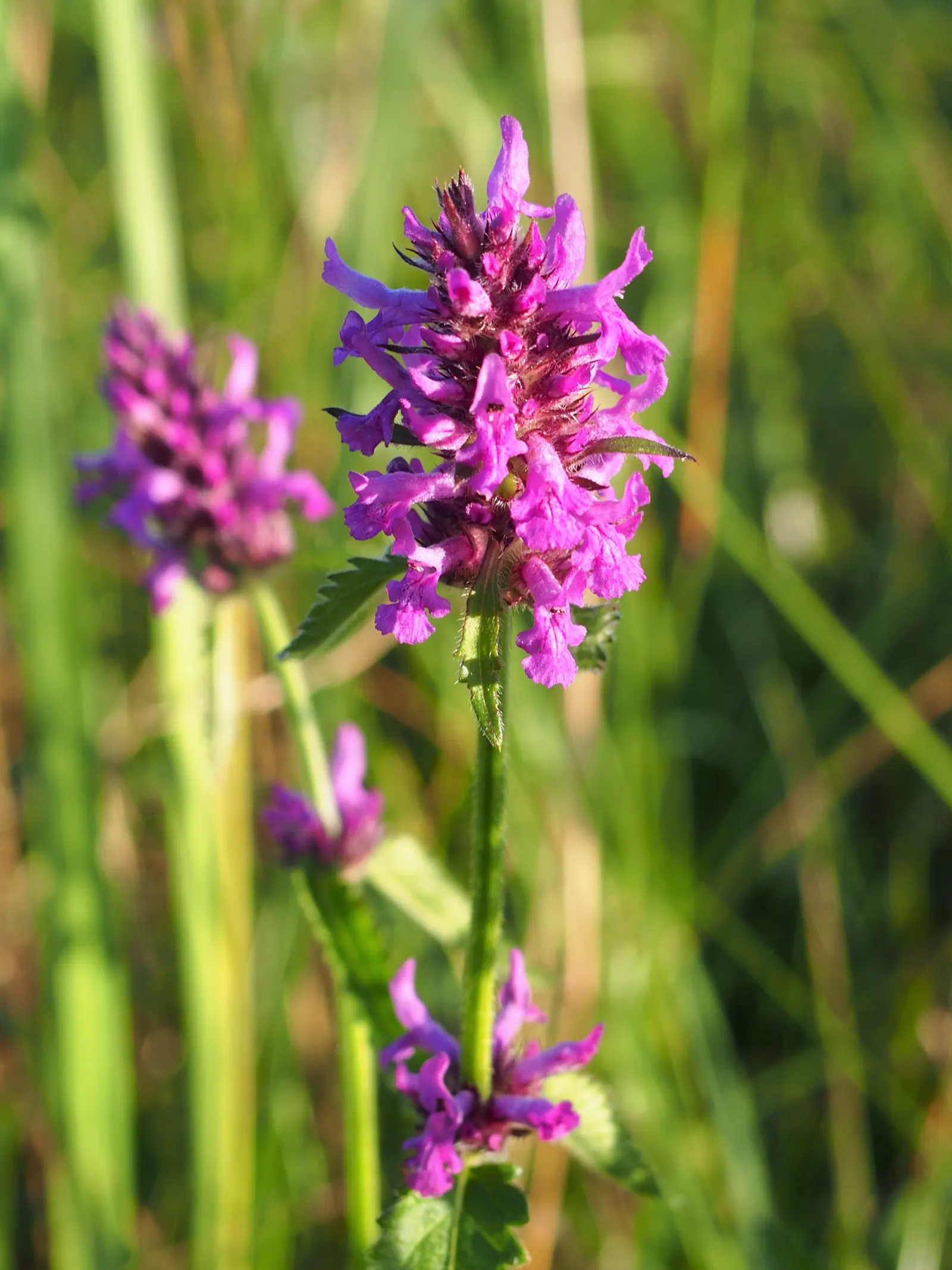 Bishop's Wort (Stachys Officinalis) — its compact clumping habit; commonly known as Bishop's Wort or Betony, image 129