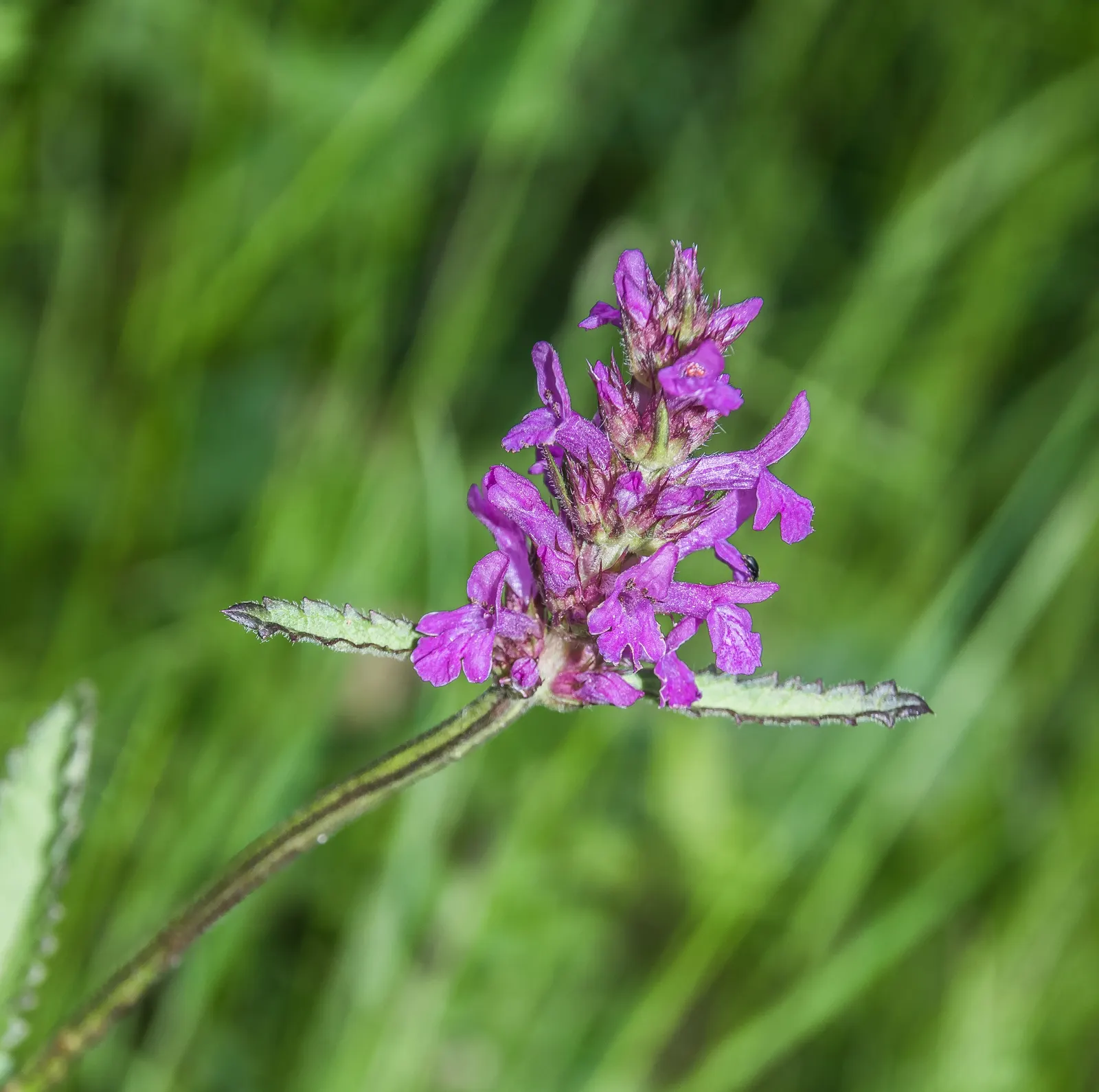 Bishop's Wort (Stachys Officinalis) — making it a low-maintenance option for gardeners; its foliage presents a rich, image 175