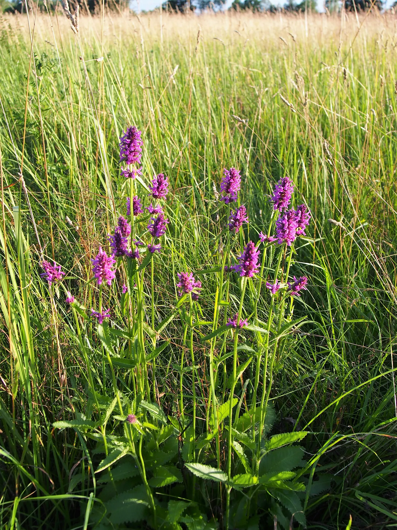 Bishop's Wort (Stachys Officinalis) — establishing itself with square stems indicative of the Lamiaceae family; stachys officinalis thrives in, image 136
