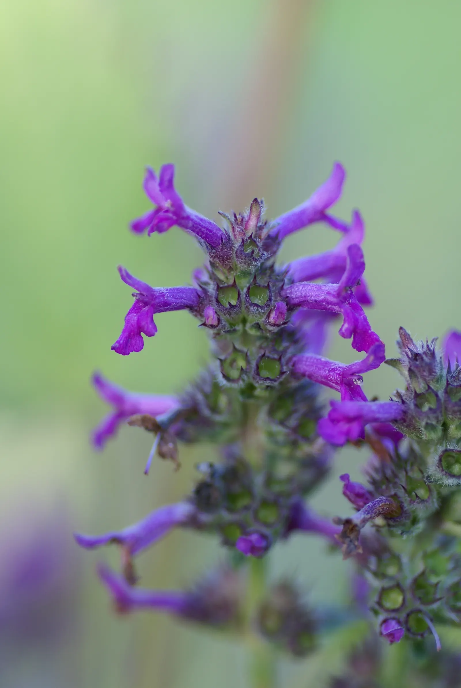 Bishop's Wort (Stachys Officinalis) — making it a unique addition to any garden design; its compact clumping habit, image 165