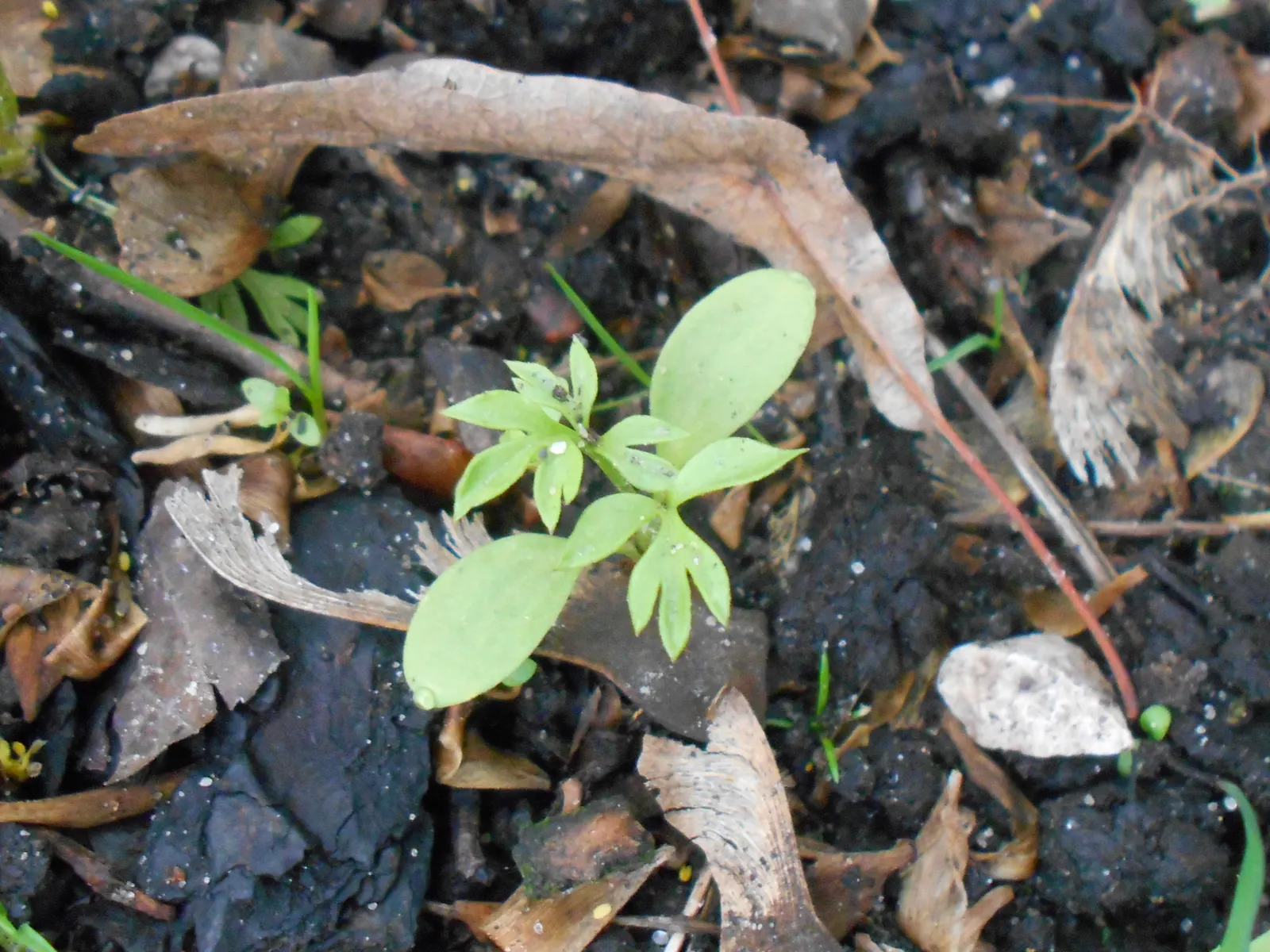 Bishop's Wort (Stachys Officinalis) — is a perennial herb valued for its spikes of vibrant purple flowers atop 1-2 ft stalks; this plant typically, image 95