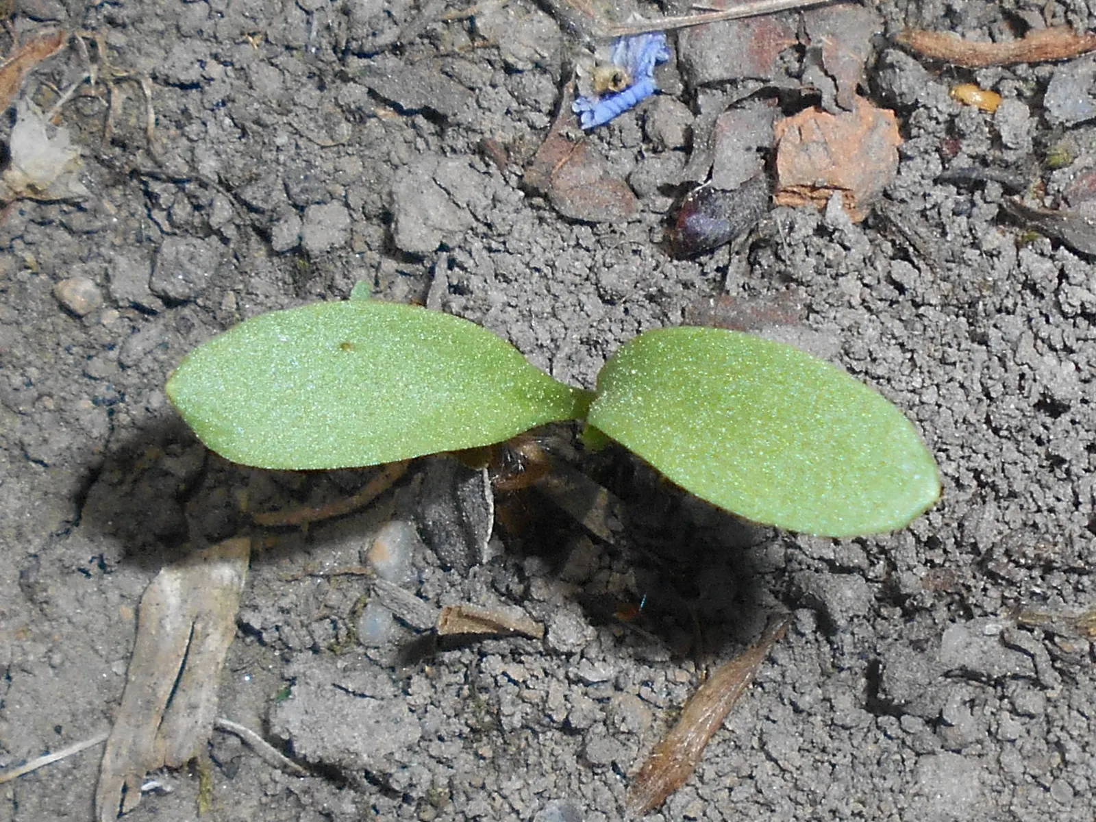 Bishop's Wort (Stachys Officinalis) — Stachys officinalis thrives in well-drained soil and demonstrates moderate drought tolerance once, image 81
