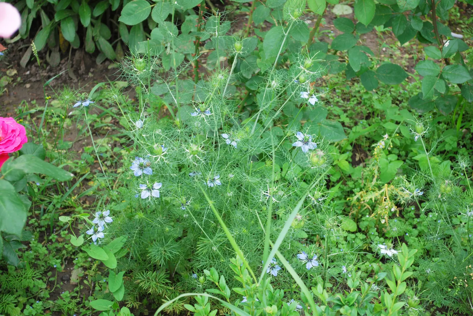 Bishop's Wort (Stachys Officinalis) — its compact clumping habit; commonly known as Bishop's Wort or Betony, image 98
