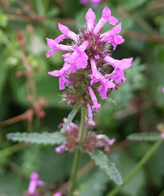 Bishop's Wort (Stachys Officinalis) — pink and red flowers in the garden; deep green color with leaves that are gently serrated, image 153