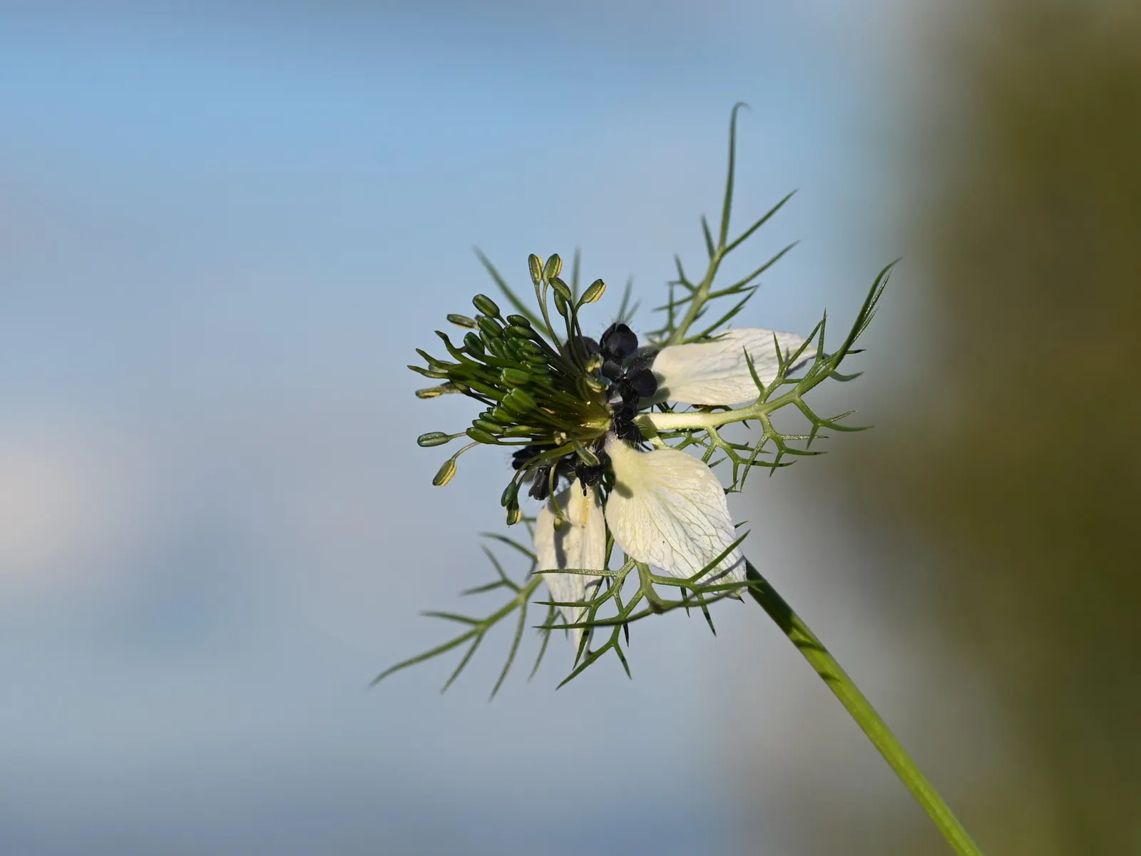 Bishop's Wort (Stachys Officinalis) — commonly known as Bishop's Wort or Betony; renowned for its medicinal properties and magnetism for pollinators, image 63