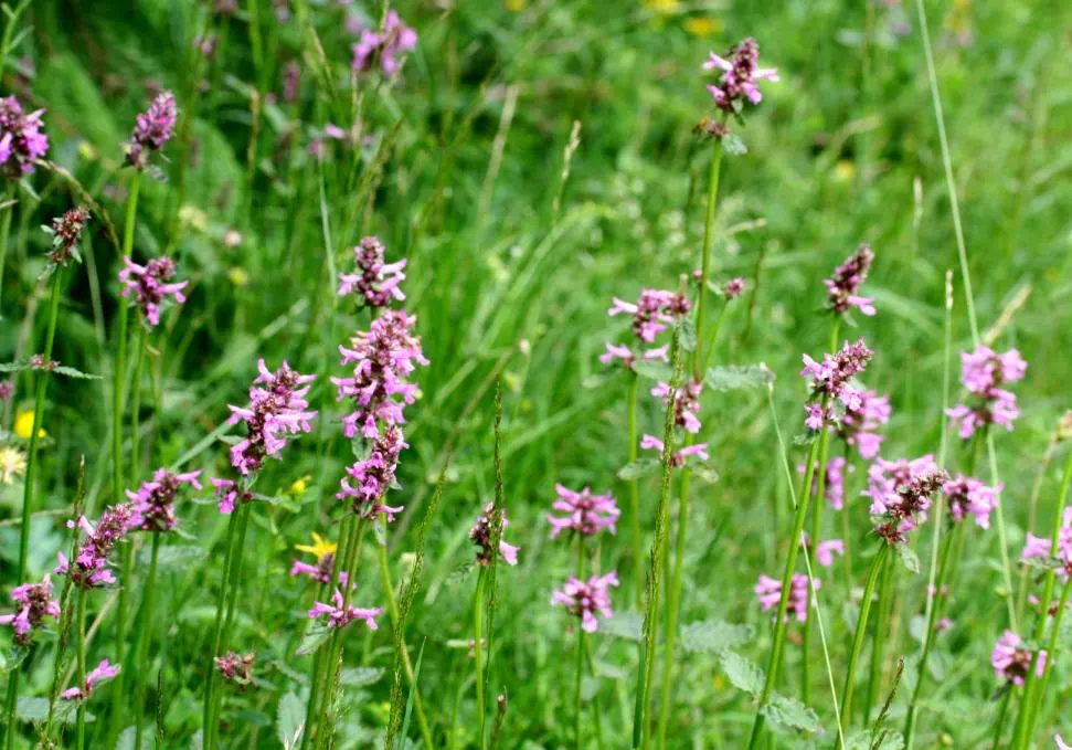 Bishop's Wort (Stachys Officinalis) — incorporating Bishop's Wort can add a sense of tradition and natural beauty; flourishing in USDA zones 4-8, image 147