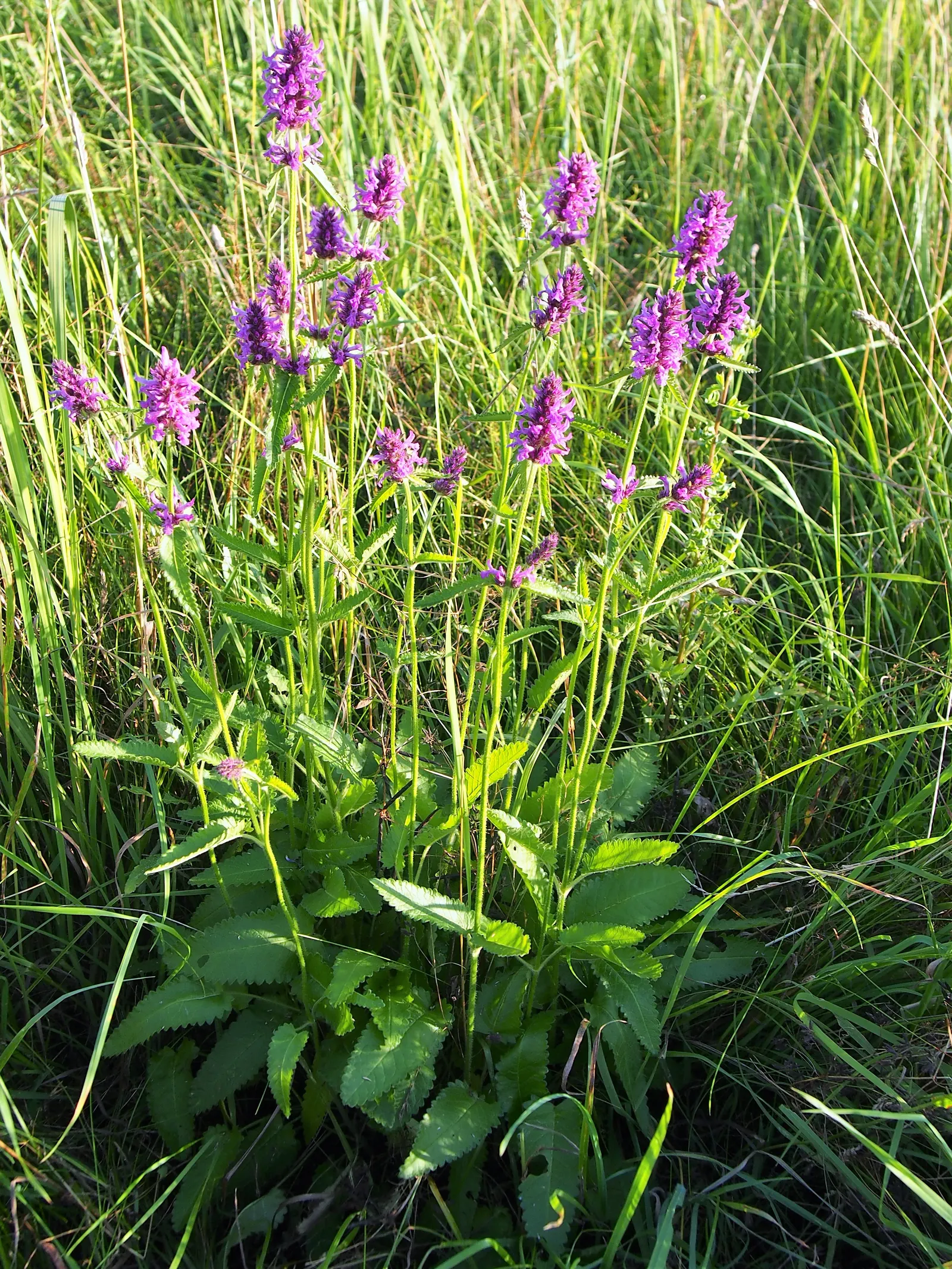 Bishop's Wort (Stachys Officinalis) — making it a unique addition to any garden design; its compact clumping habit, image 134